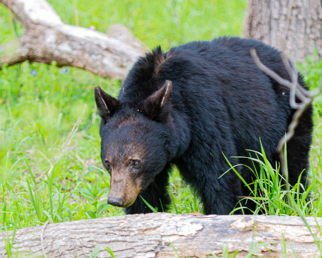 Black Bear, Cades Cove
