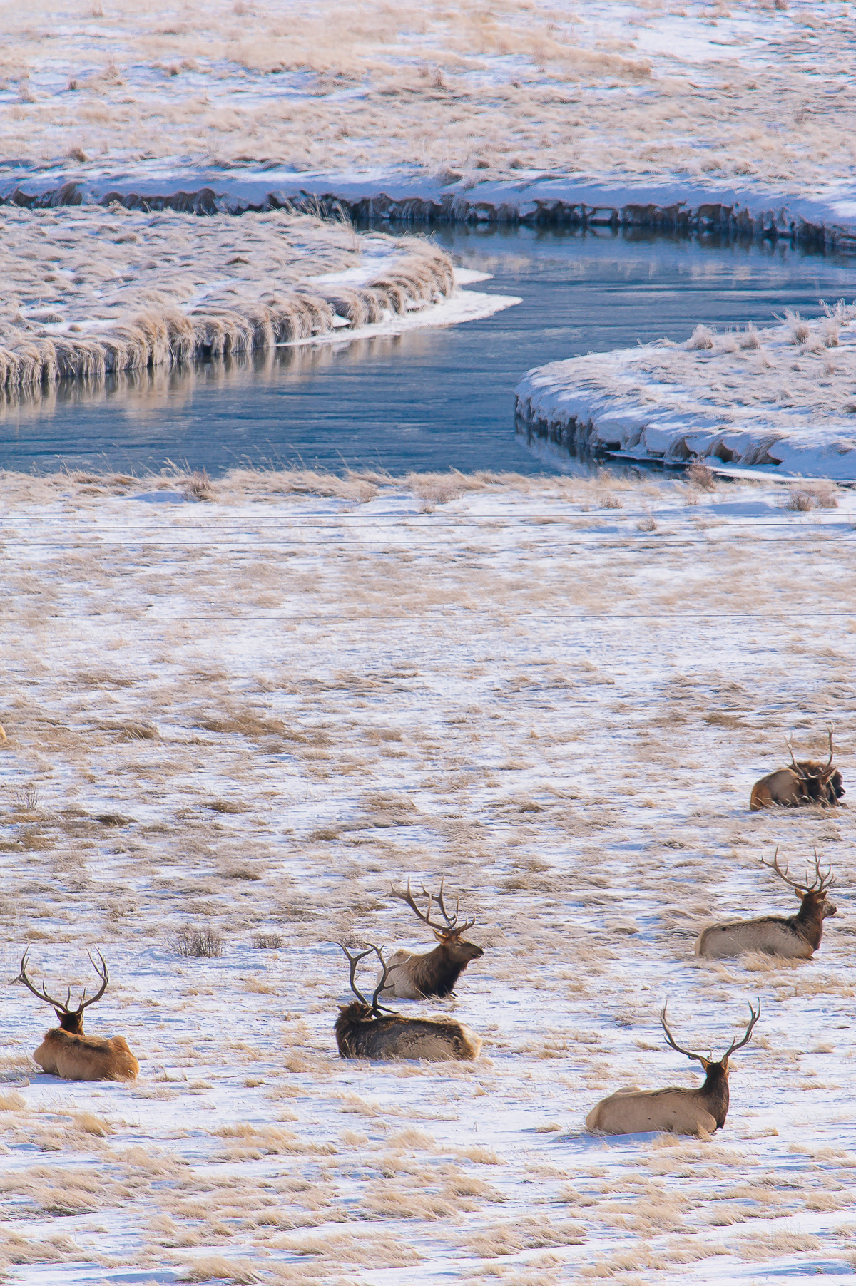 National Elk Refuge, Jackson