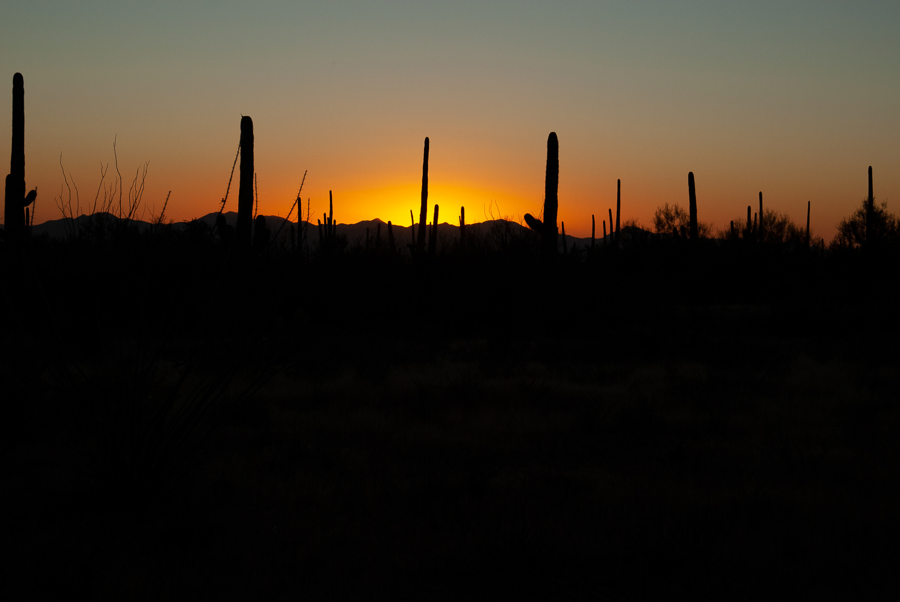 Saguaro National Park, Arizona