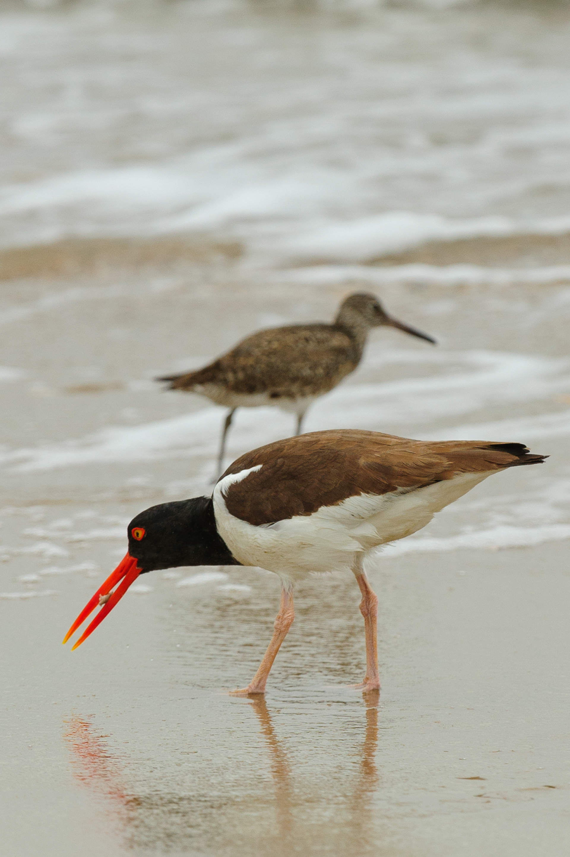 American Oystercatcher, Assateague Island National Seashore 