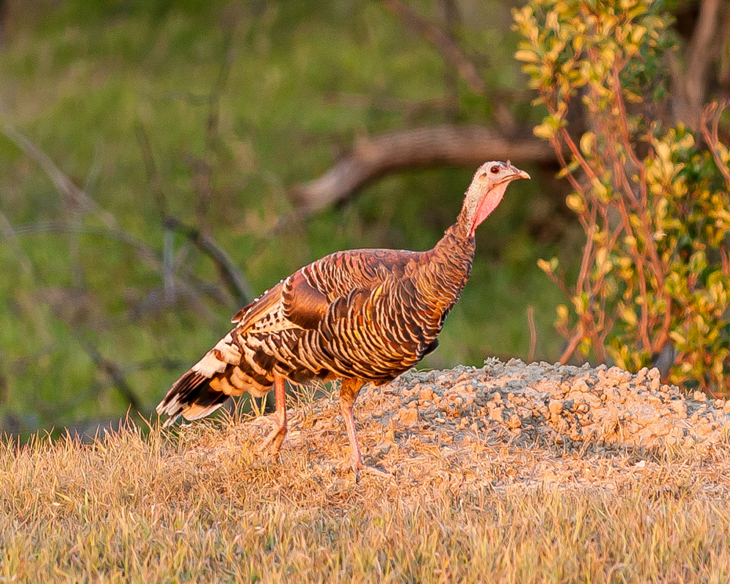 Wild Turkey, Teddy Roosevelt National Park