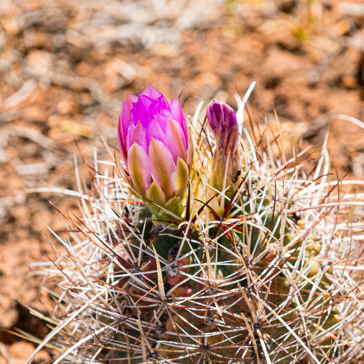 Coryphantha, Moab