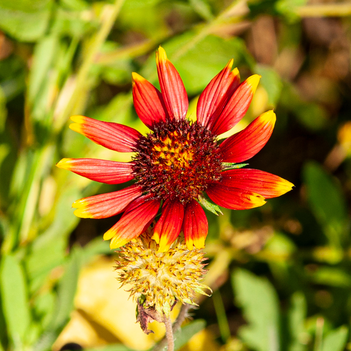 Indian Blanket, Charleston
