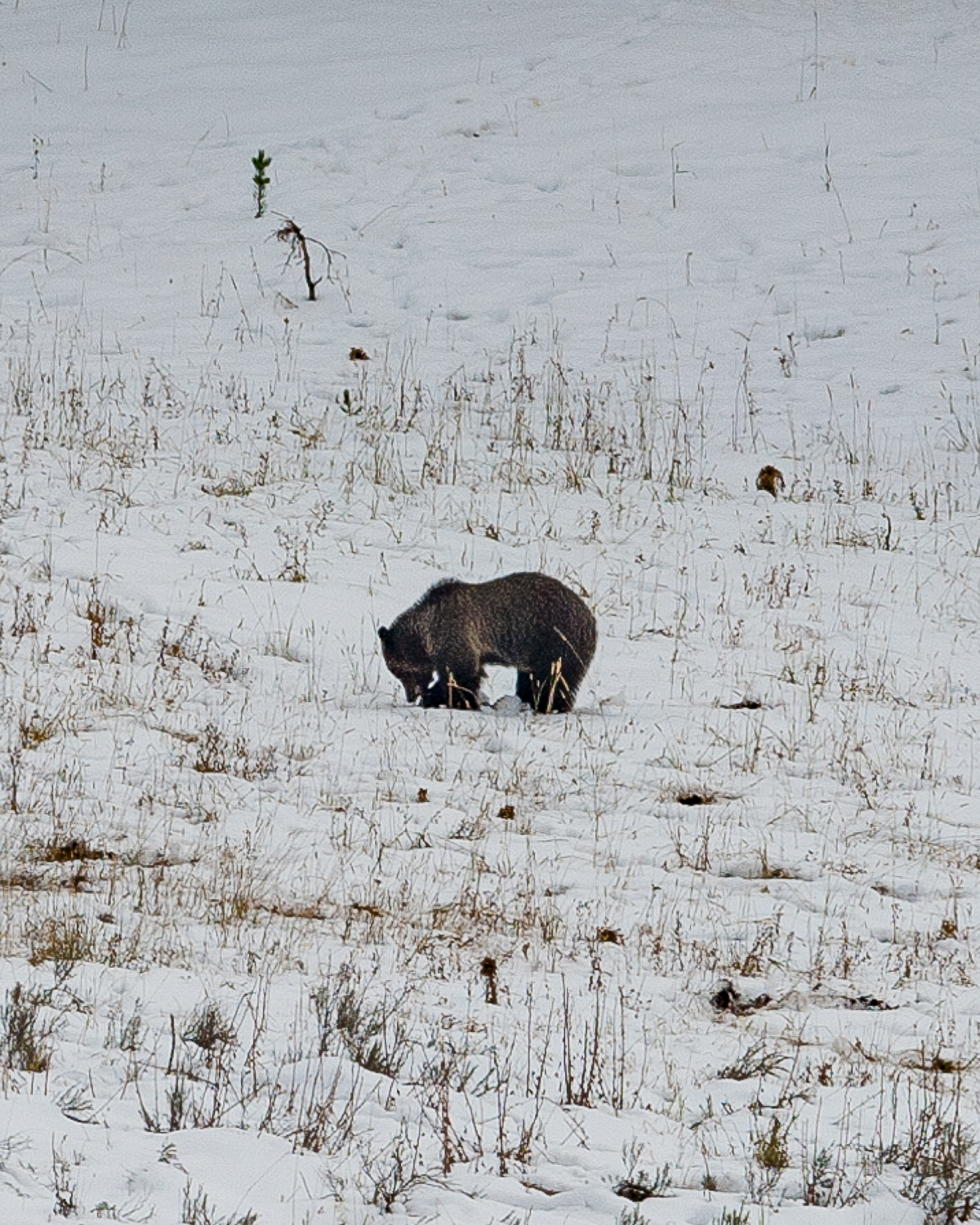 Grizzly Bear, Yellowstone National Park