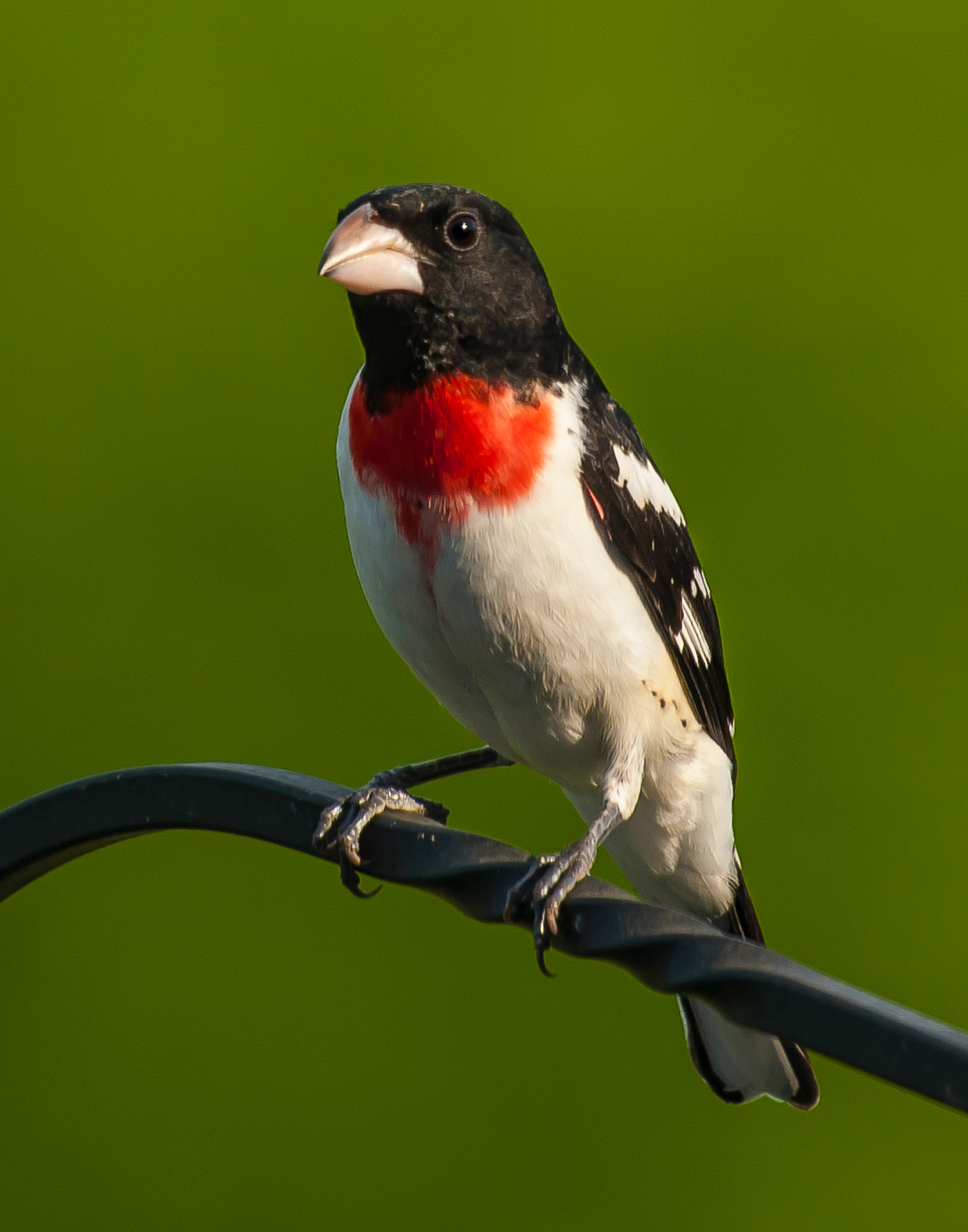Rose -breasted Grosbeak, Fayetteville