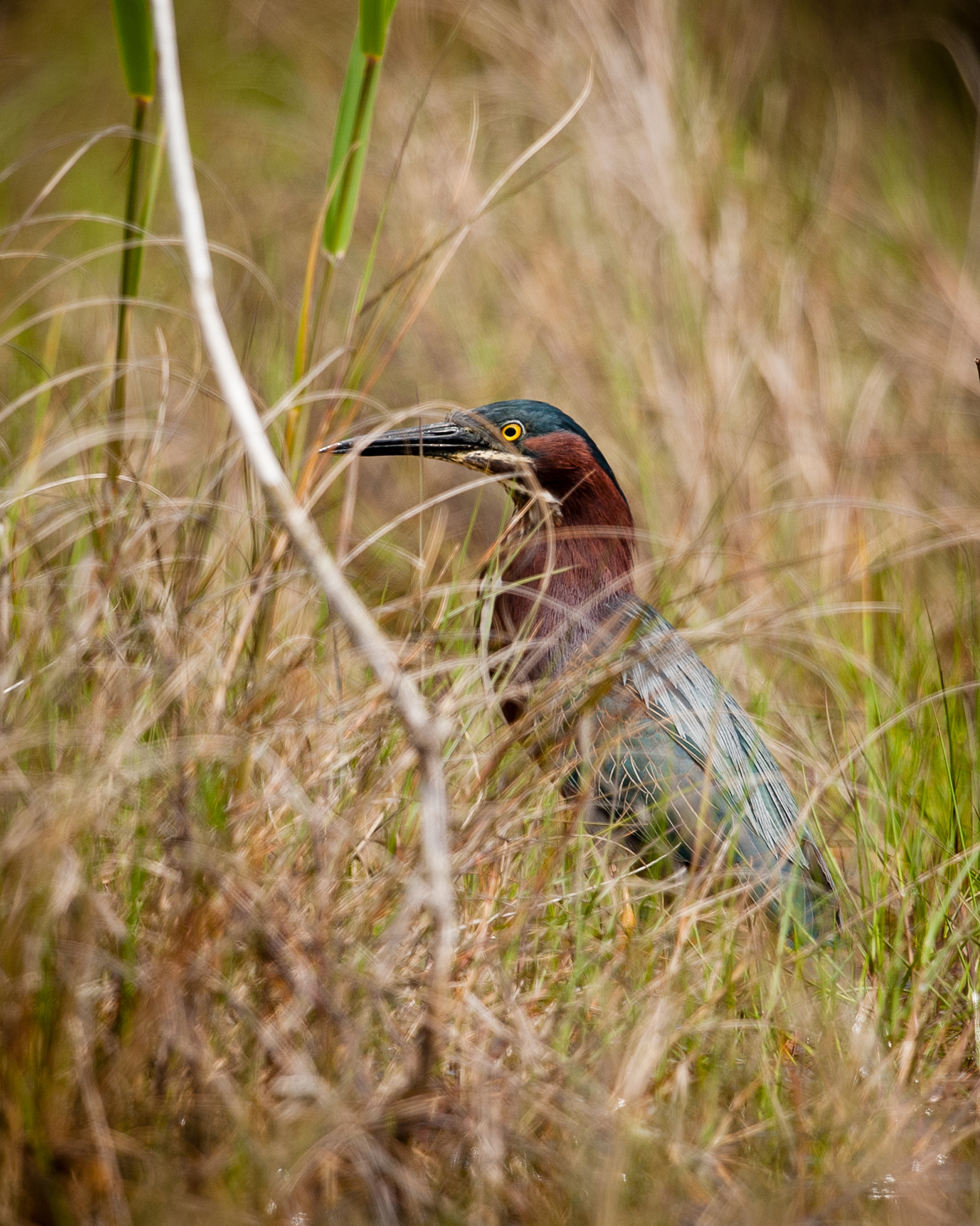 Green Heron, Cape May