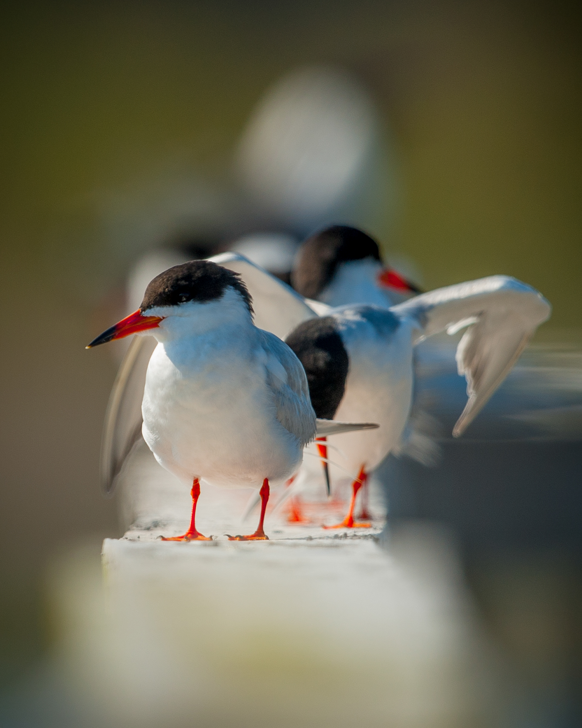 Forester's Tern, Cape May