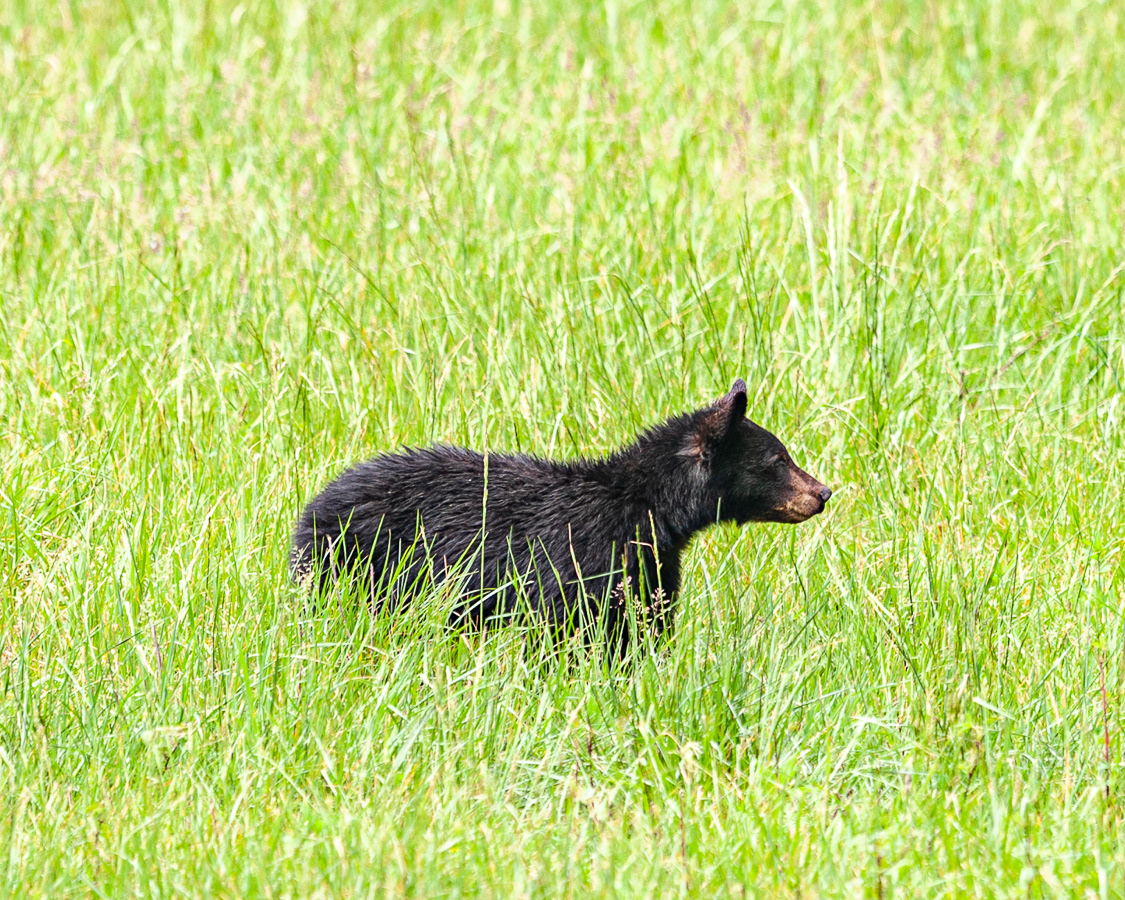 Black Bear, Cades Cove