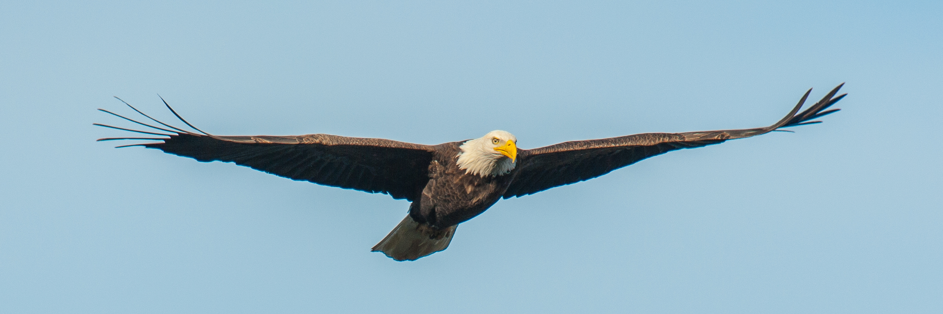 Bald Eagle, Darlington Maryland