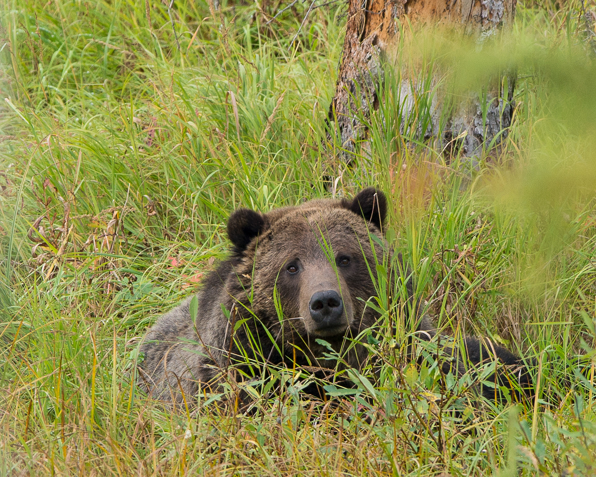 Grizzly Bear, Yellowstone National Park