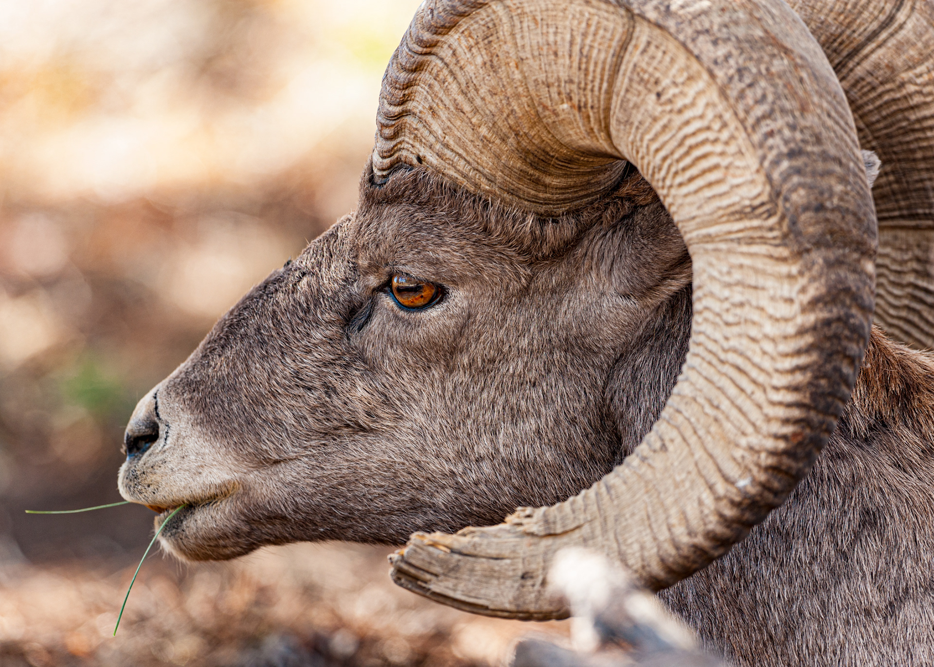 Big Horn Sheep, National Bison Range, Moiese Montana