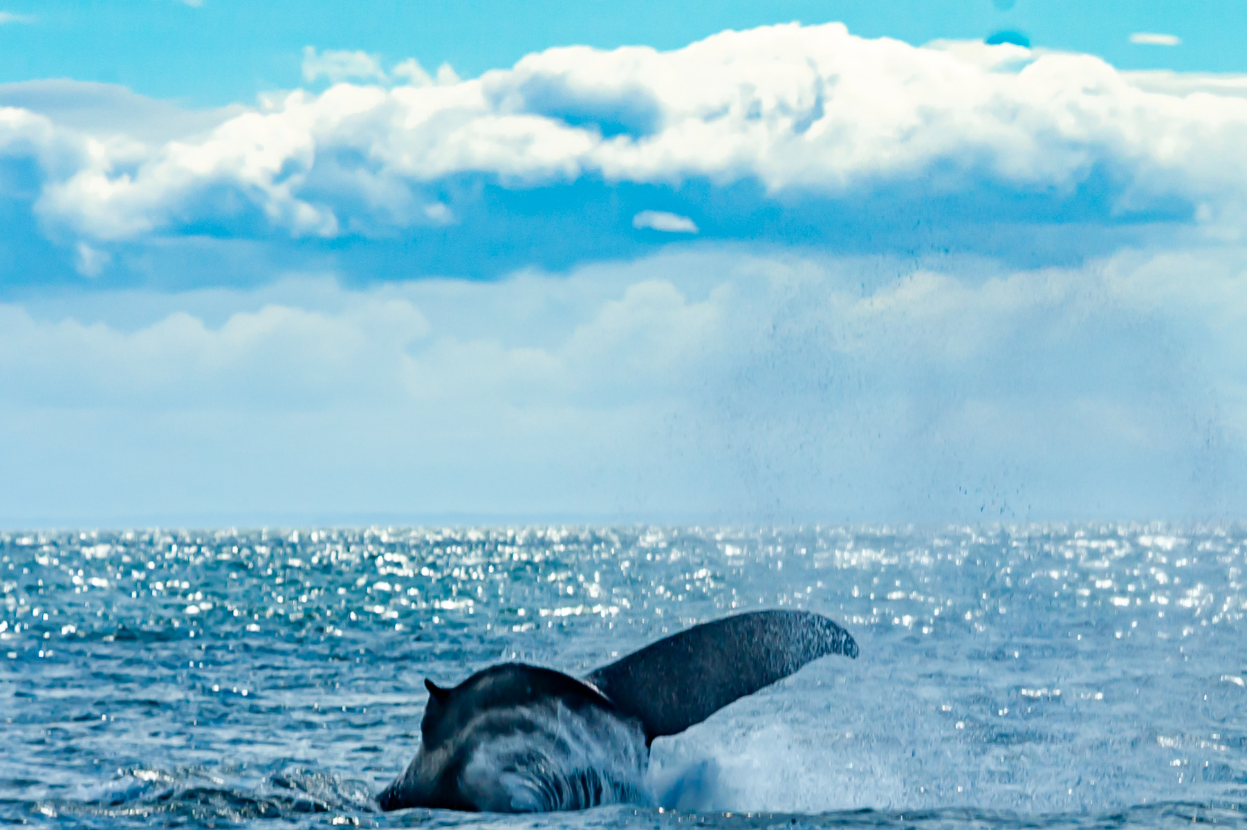 Humpback Whale, Victoria