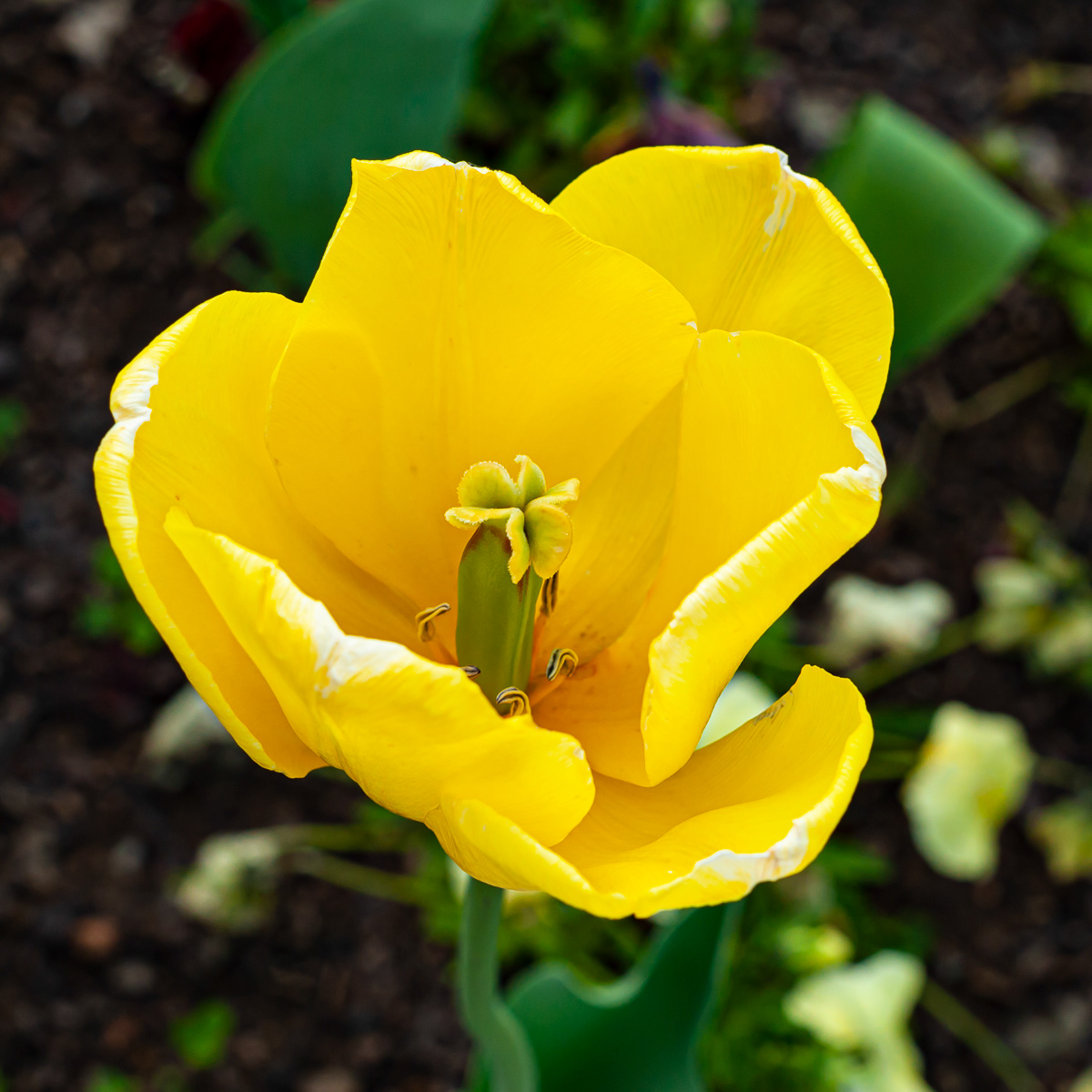 Tulip, The Greenbriar