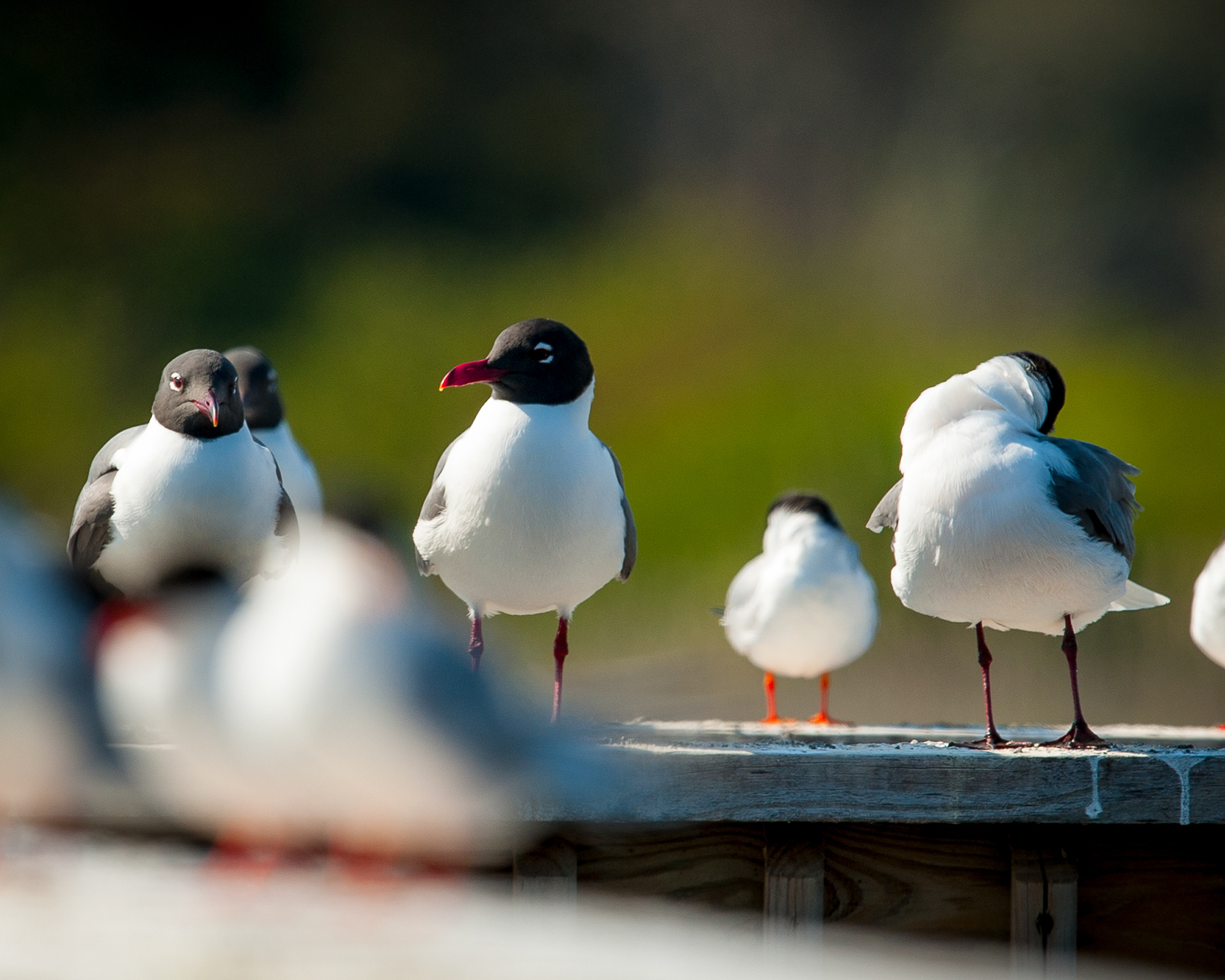 Laughing Gull, Cape May