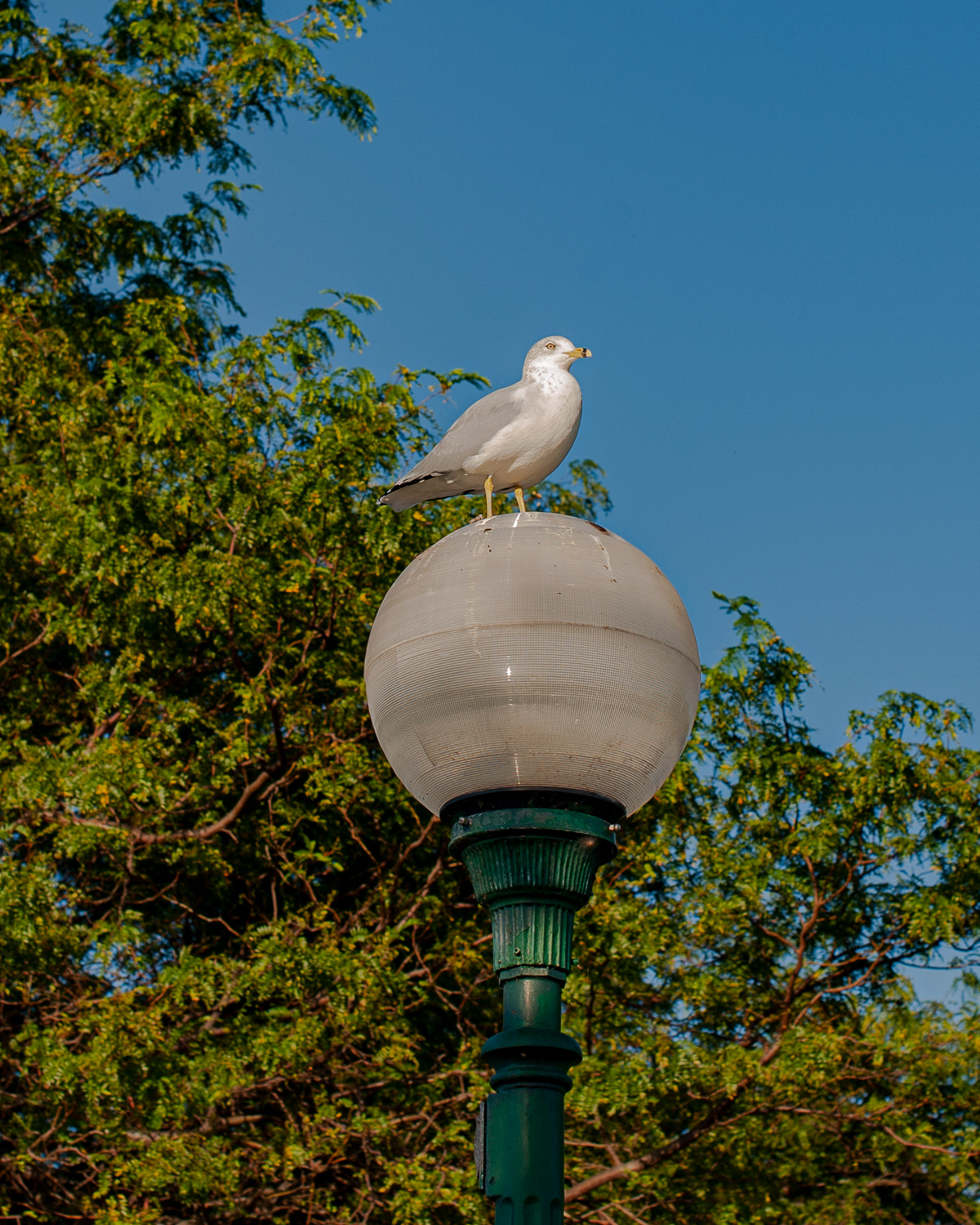 Ring-billed Gull, Niagara Falls