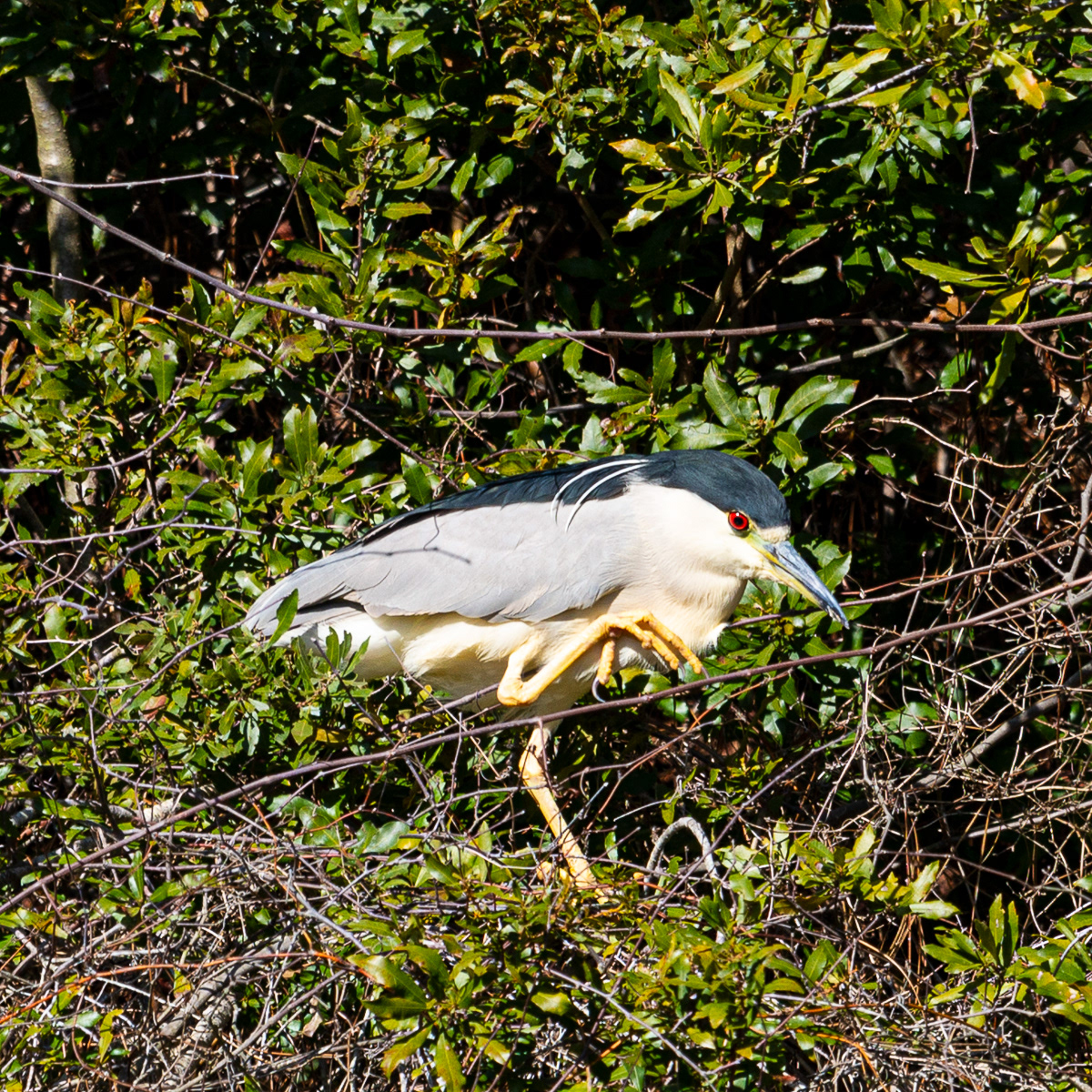 Black Crowned Night Heron, St. Simons Island