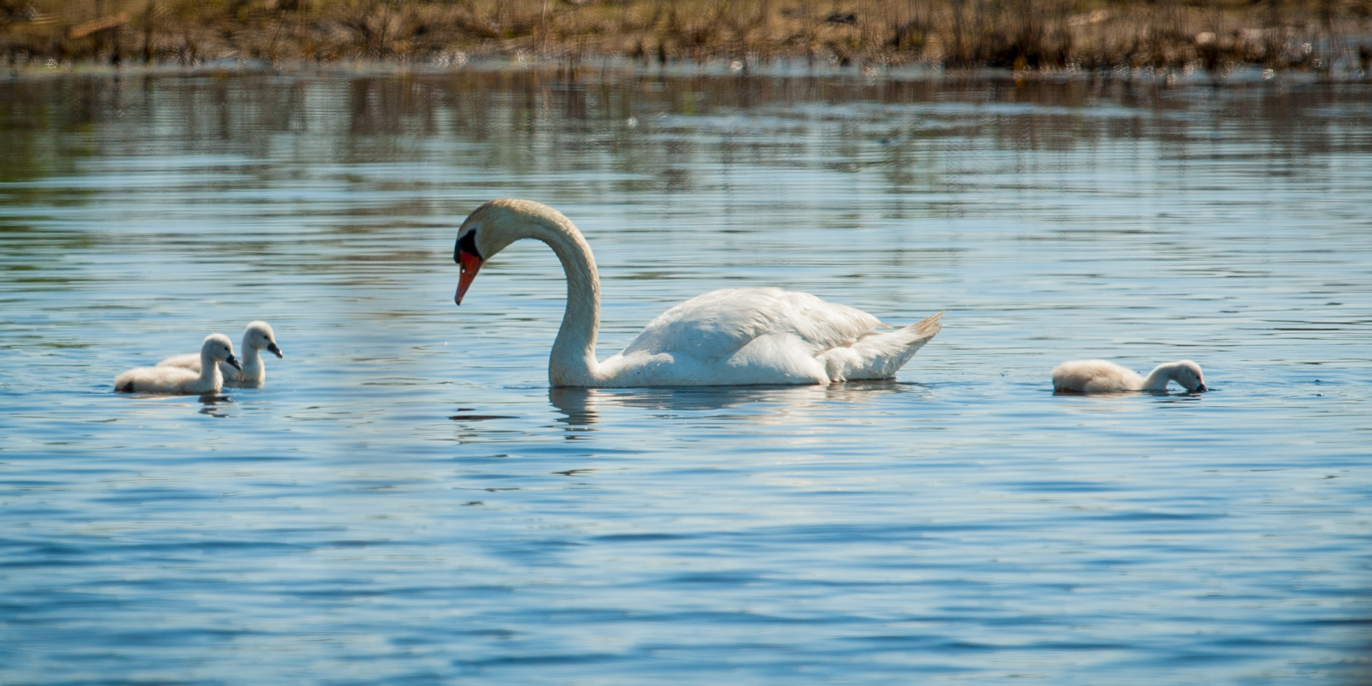 Mute Swans, Cape May