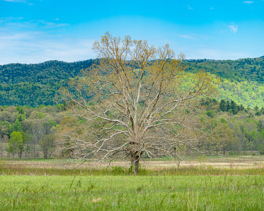 Cades Cove Loop Road