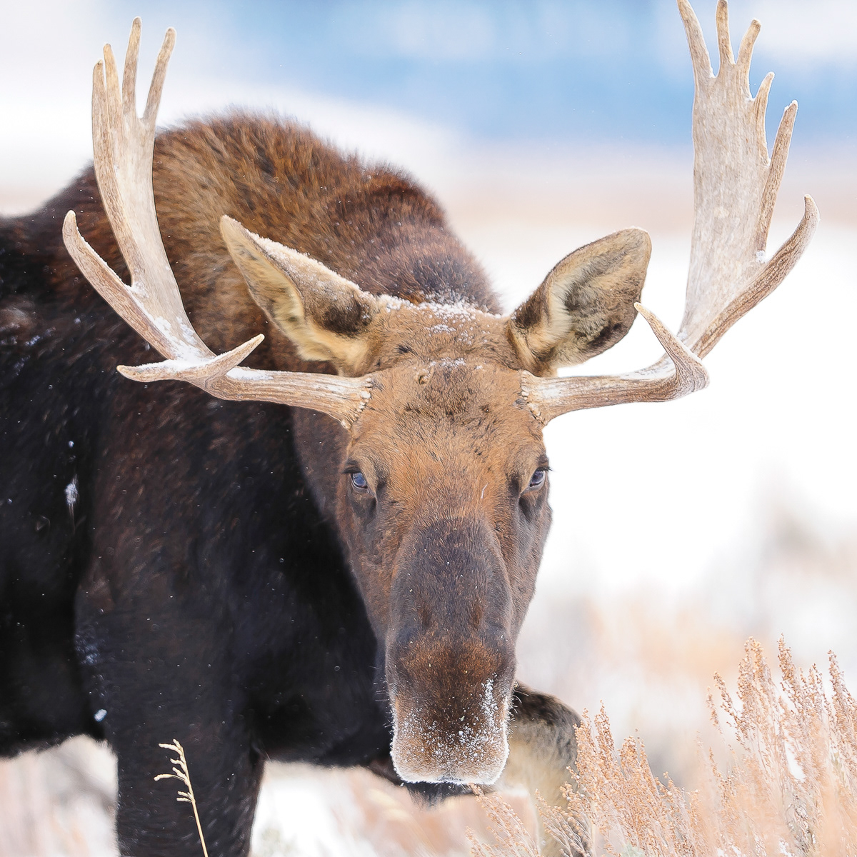 Moose, Jackson Hole Wyoming