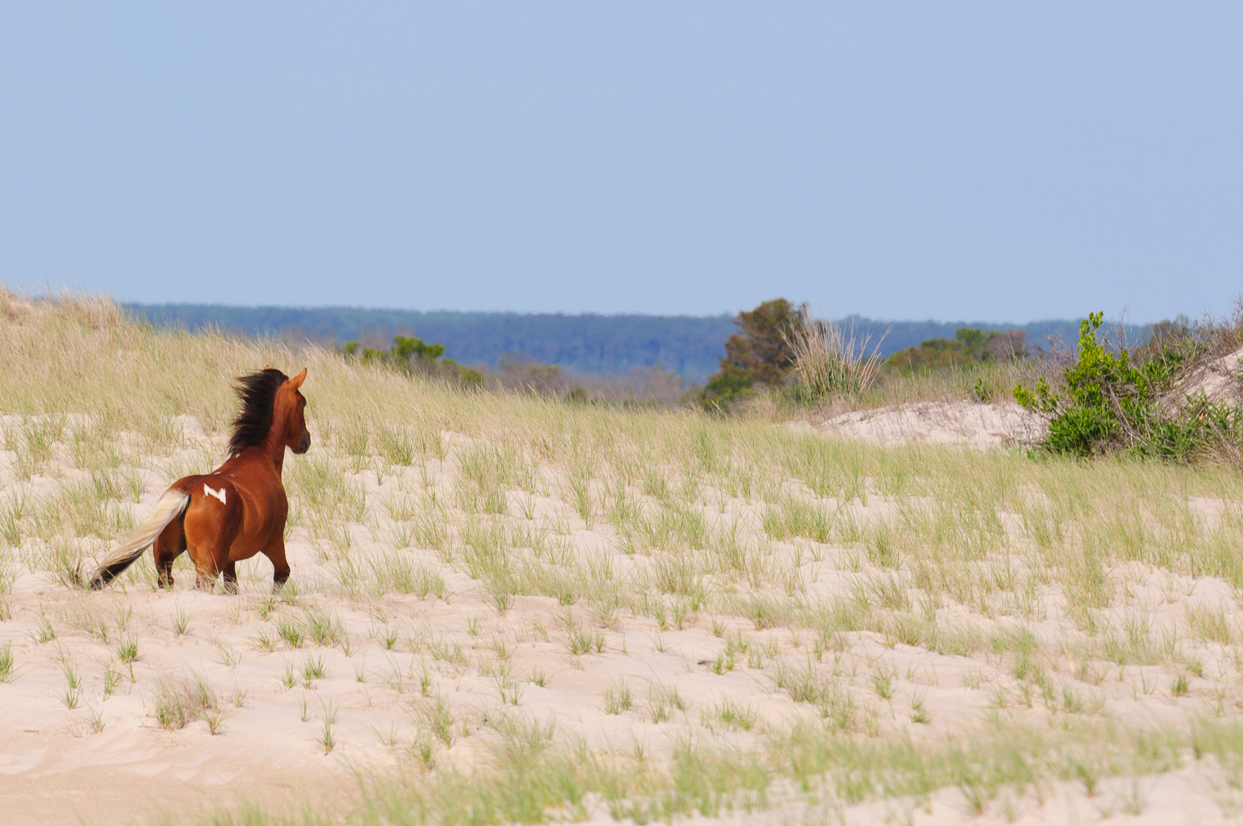 Feral Horse, Assateague Island National Seashore 
