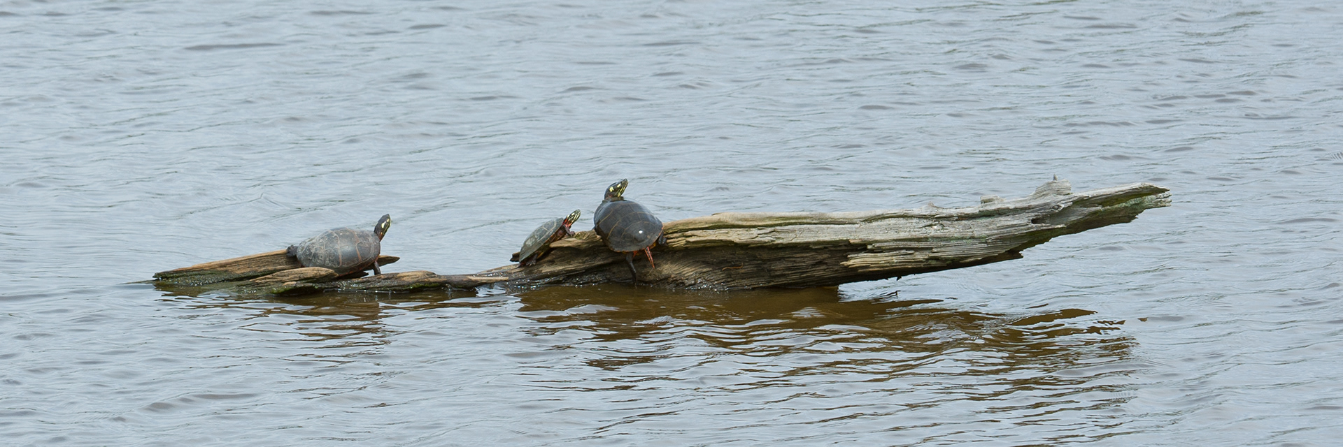 Eastern Painted Turtle, Blackwater National Wildlife Refuge 