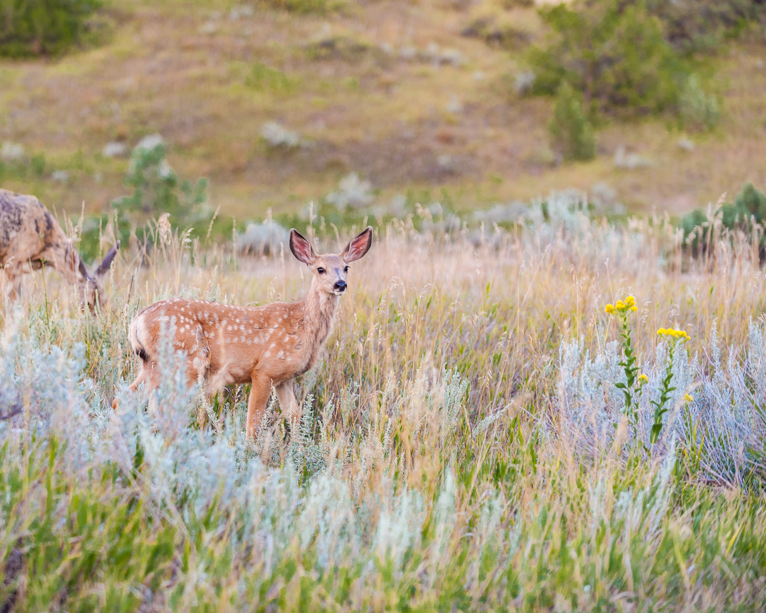 Mule Deer, National Bison Range, Moiese