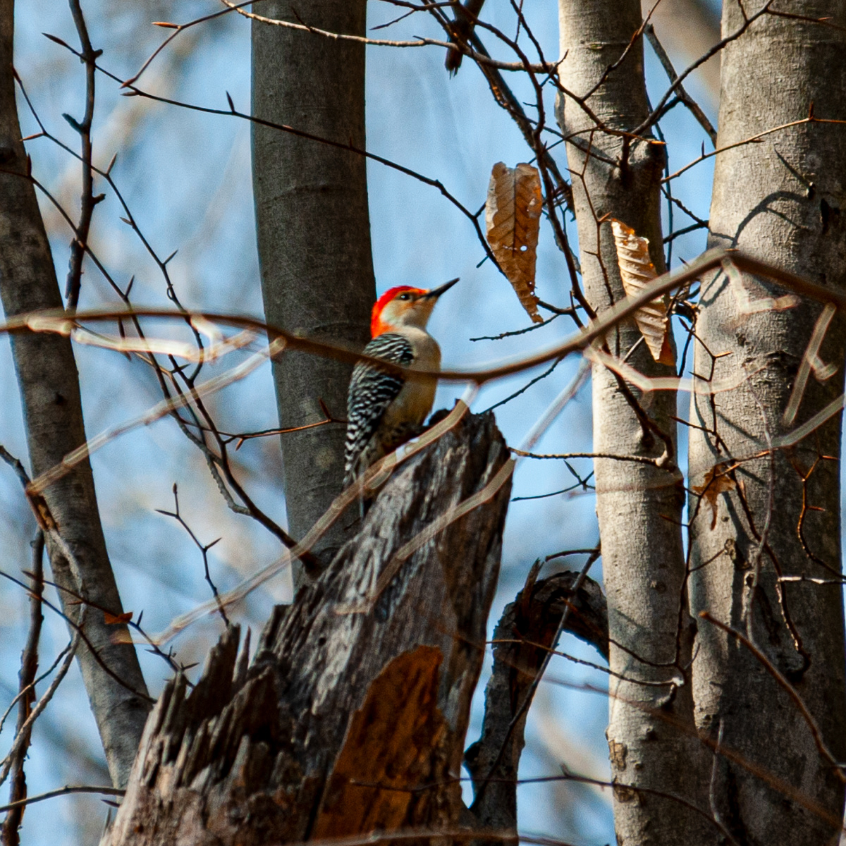 Red-bellied Woodpecker, Hidden Park Nature Center