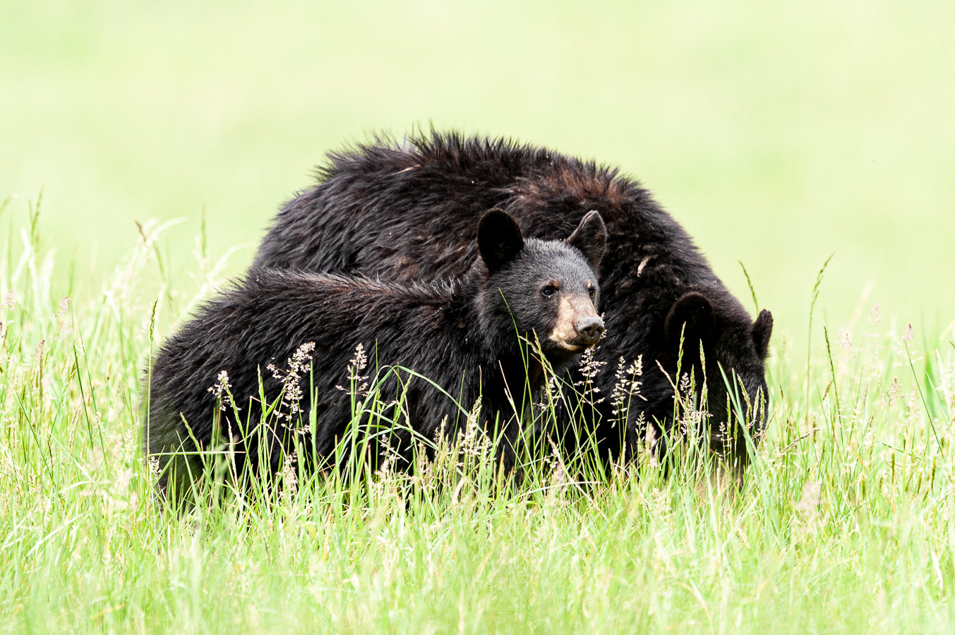 Black Bear, Cades Cove