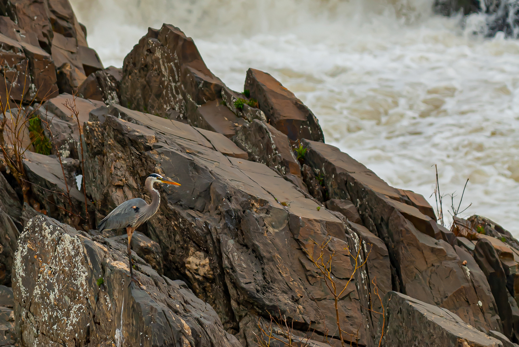 Great Blue Herron, Great Falls Park Virginia