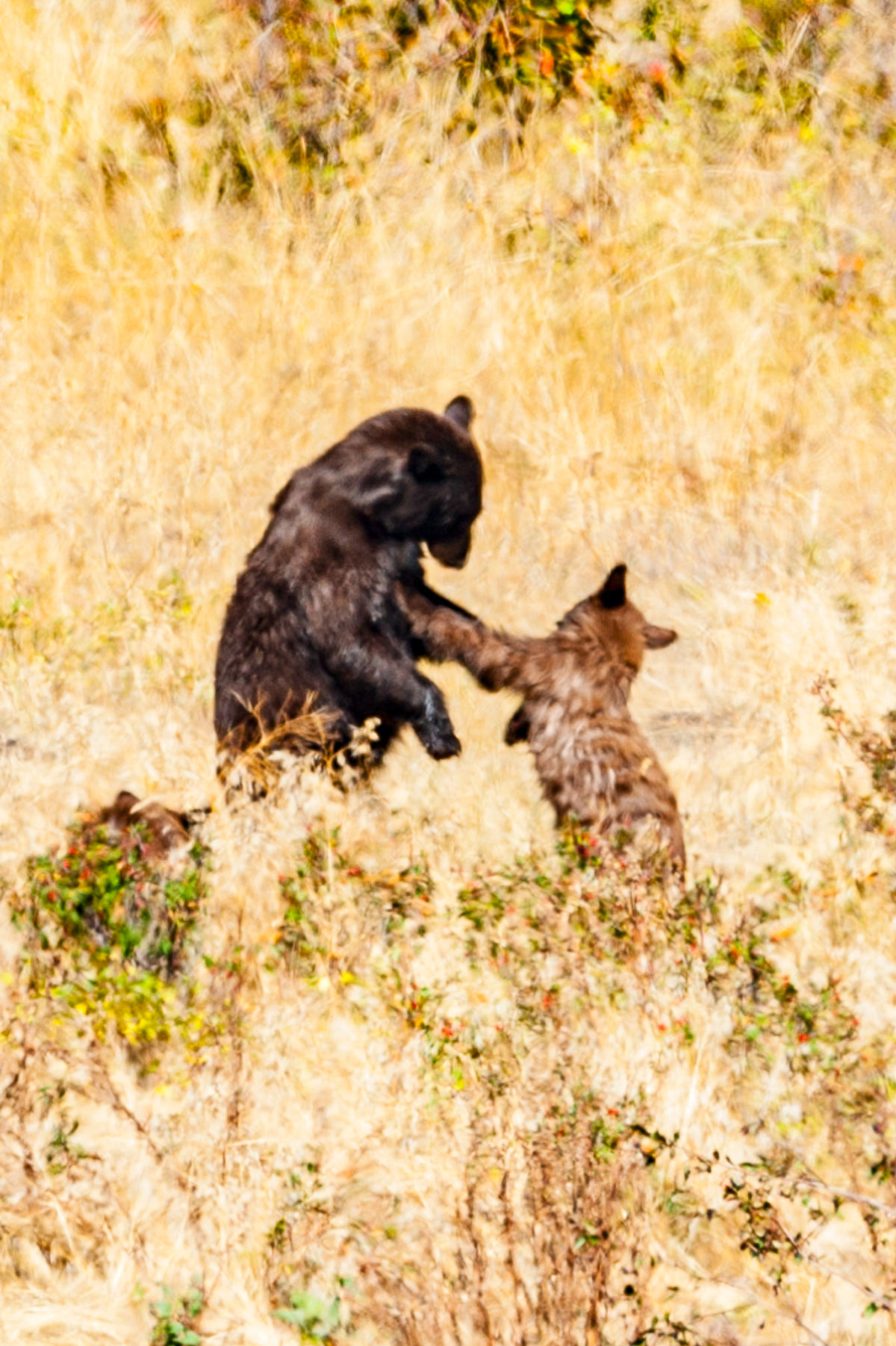 Black Bear, National Bison Range, Moiese