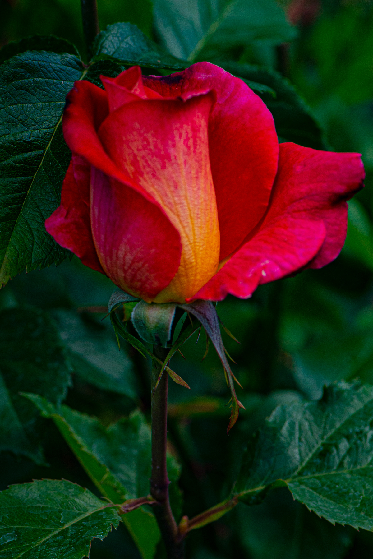 Garden Rose, Butchart Gardens, Brentwood Bay