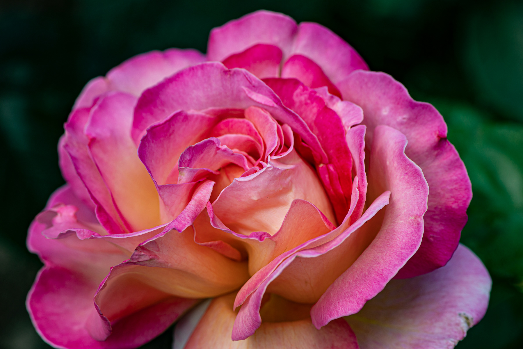 Garden Rose, Butchart Gardens, Brentwood Bay