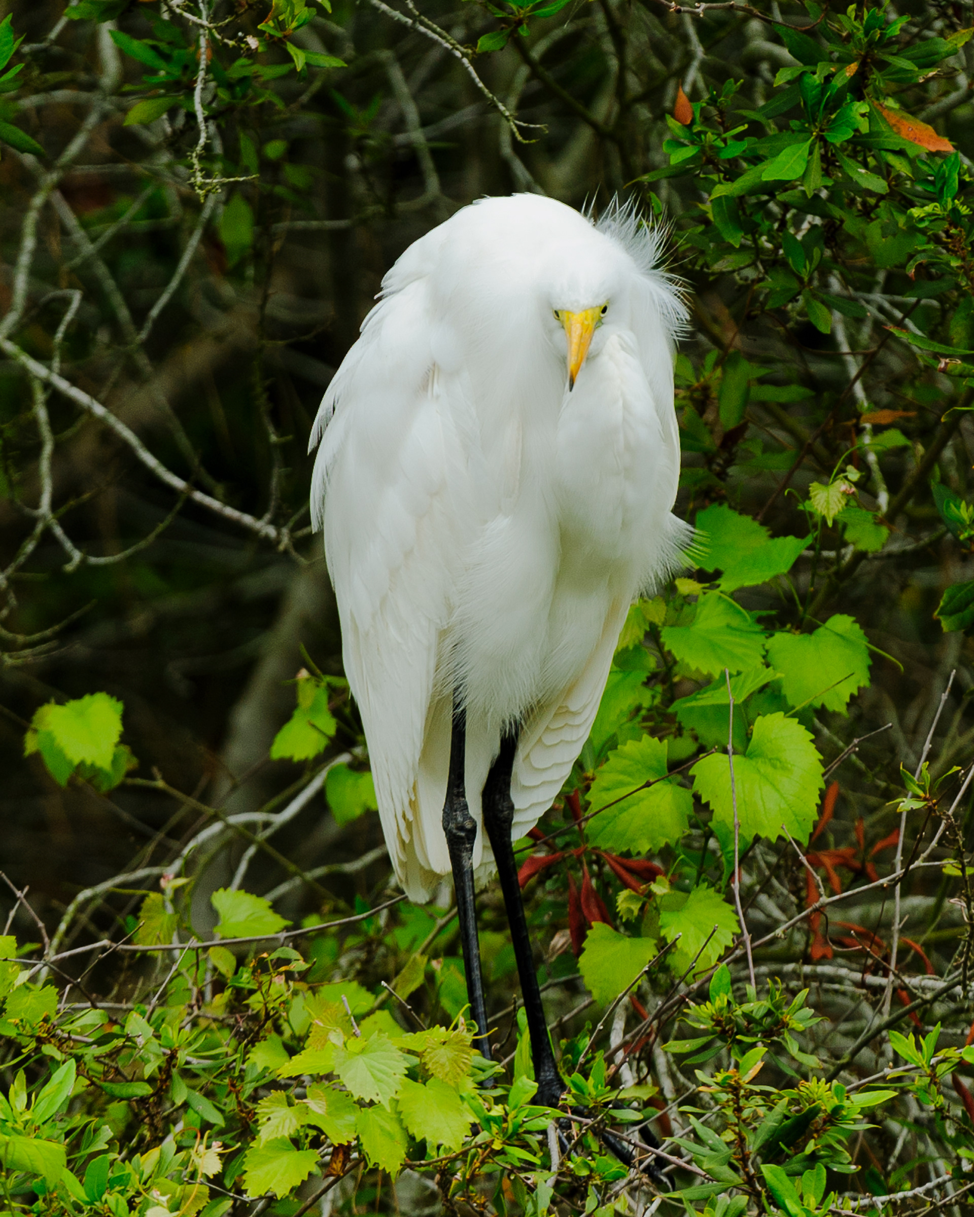 Great Egret, Assateague Island National Seashore