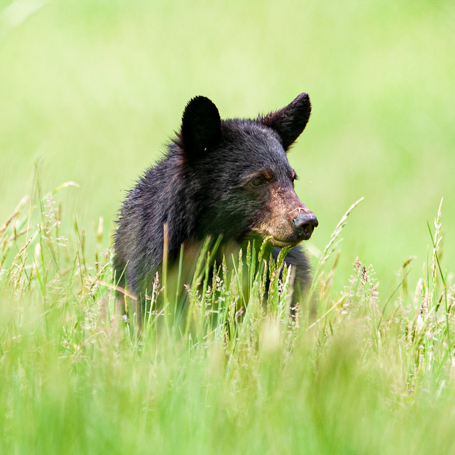 Black Bear, Cades Cove