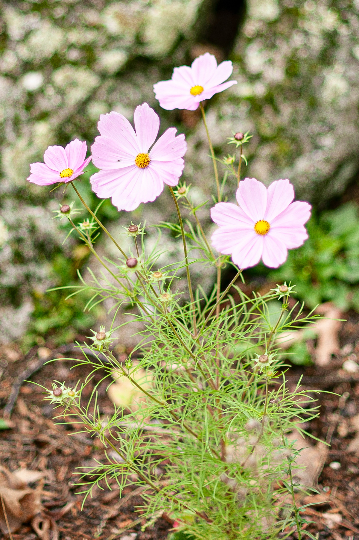 Garden Cosmos, Lake Sunapee
