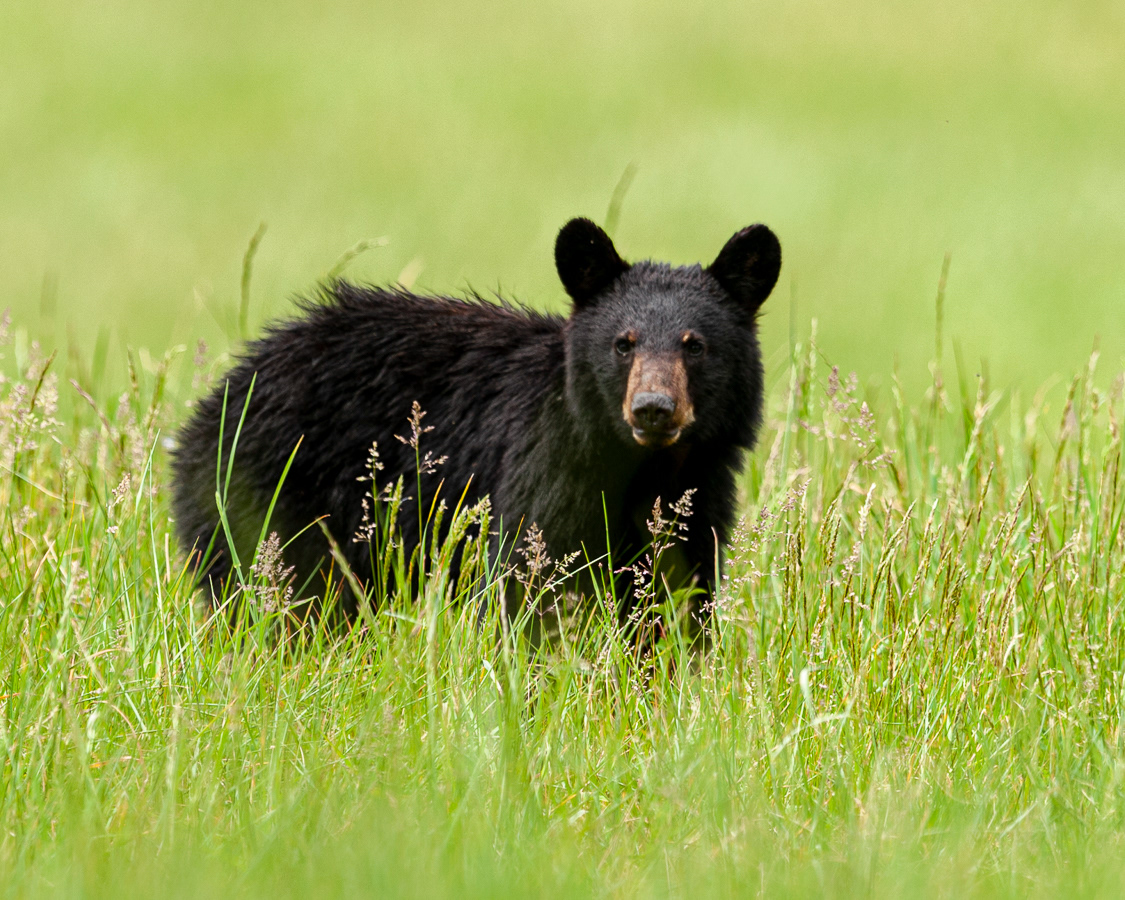 Black Bear, Cades Cove