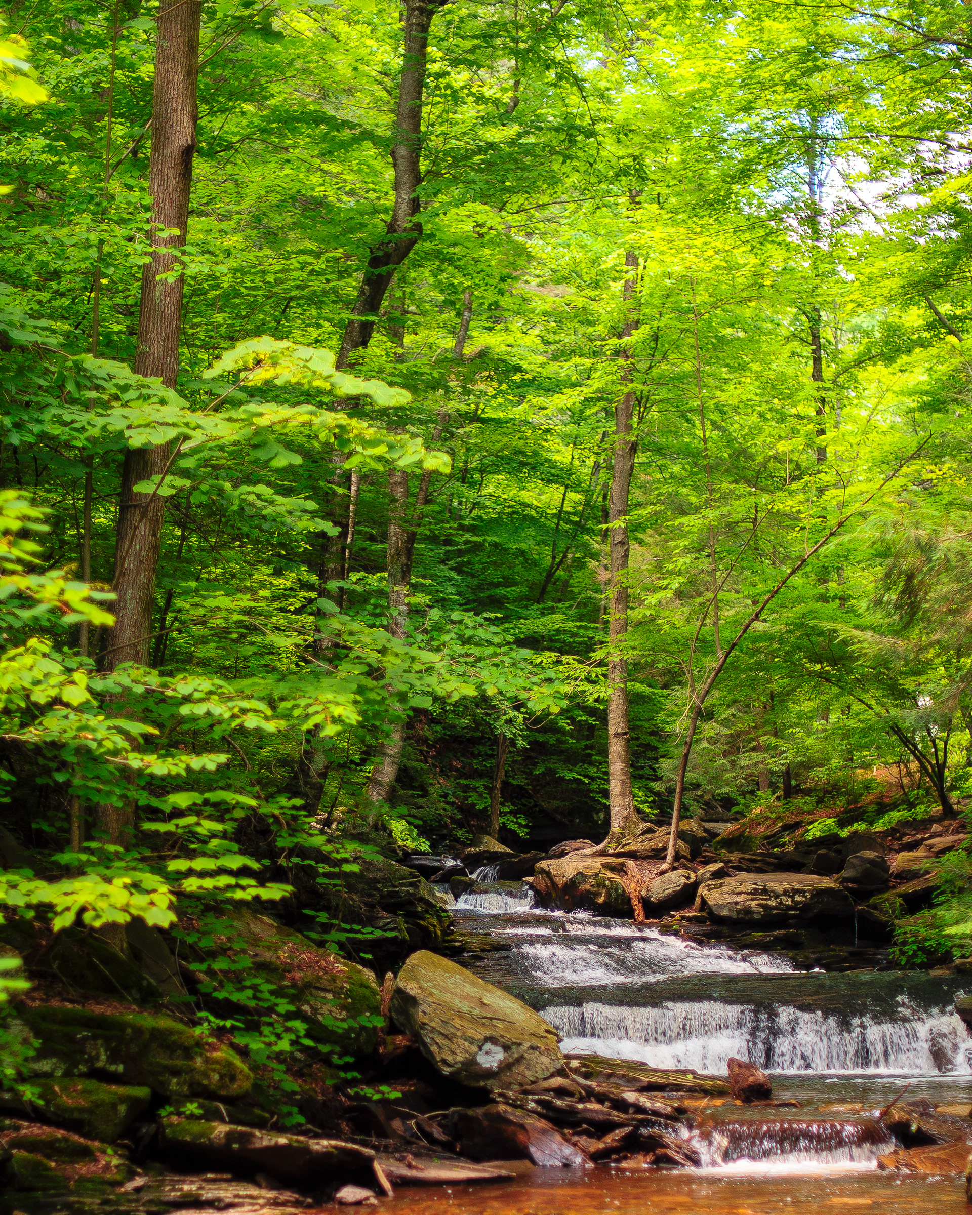 Kitchens Creek, Ricketts Glen State Park