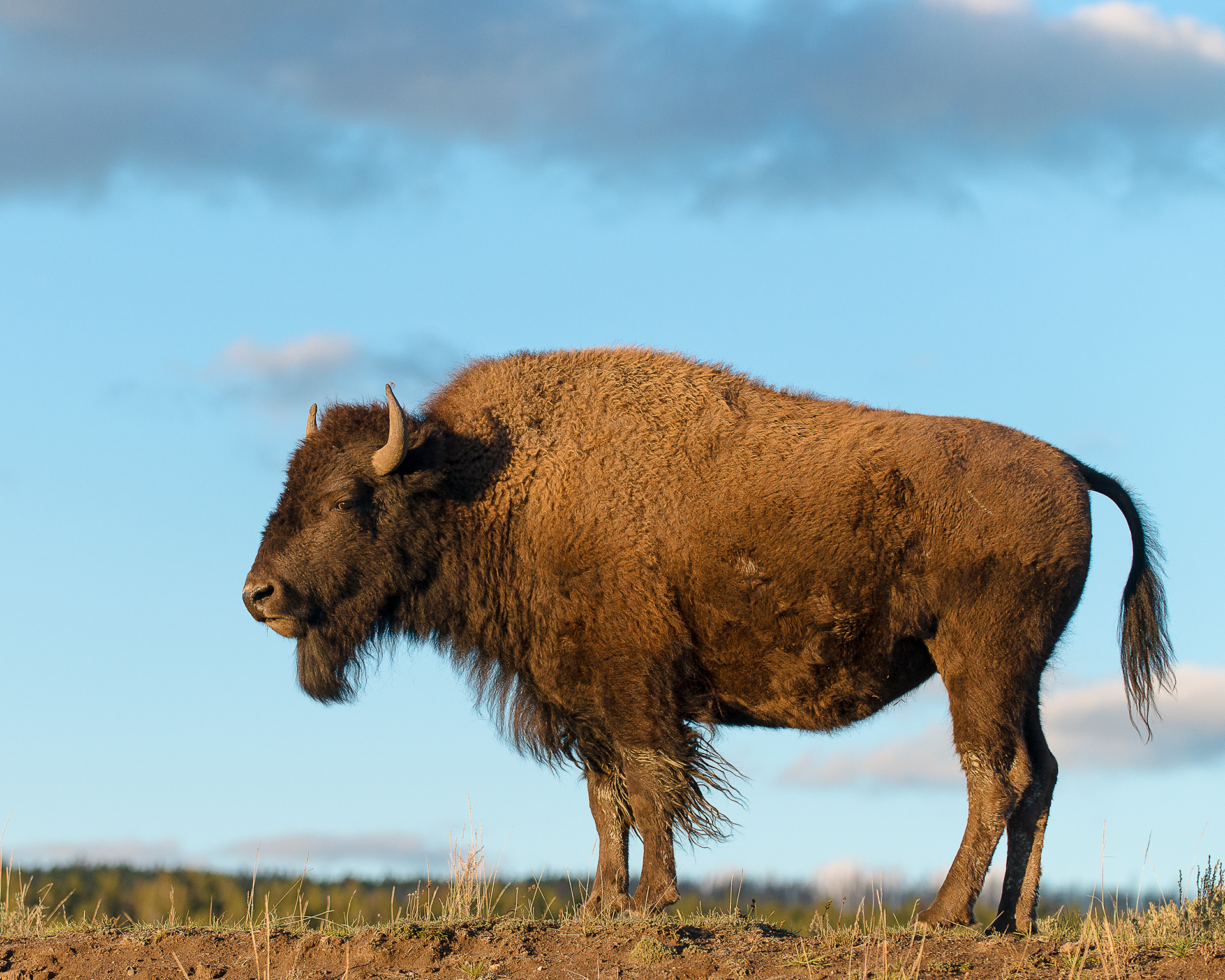 Her Majesty, Yellowstone National Park Wyoming