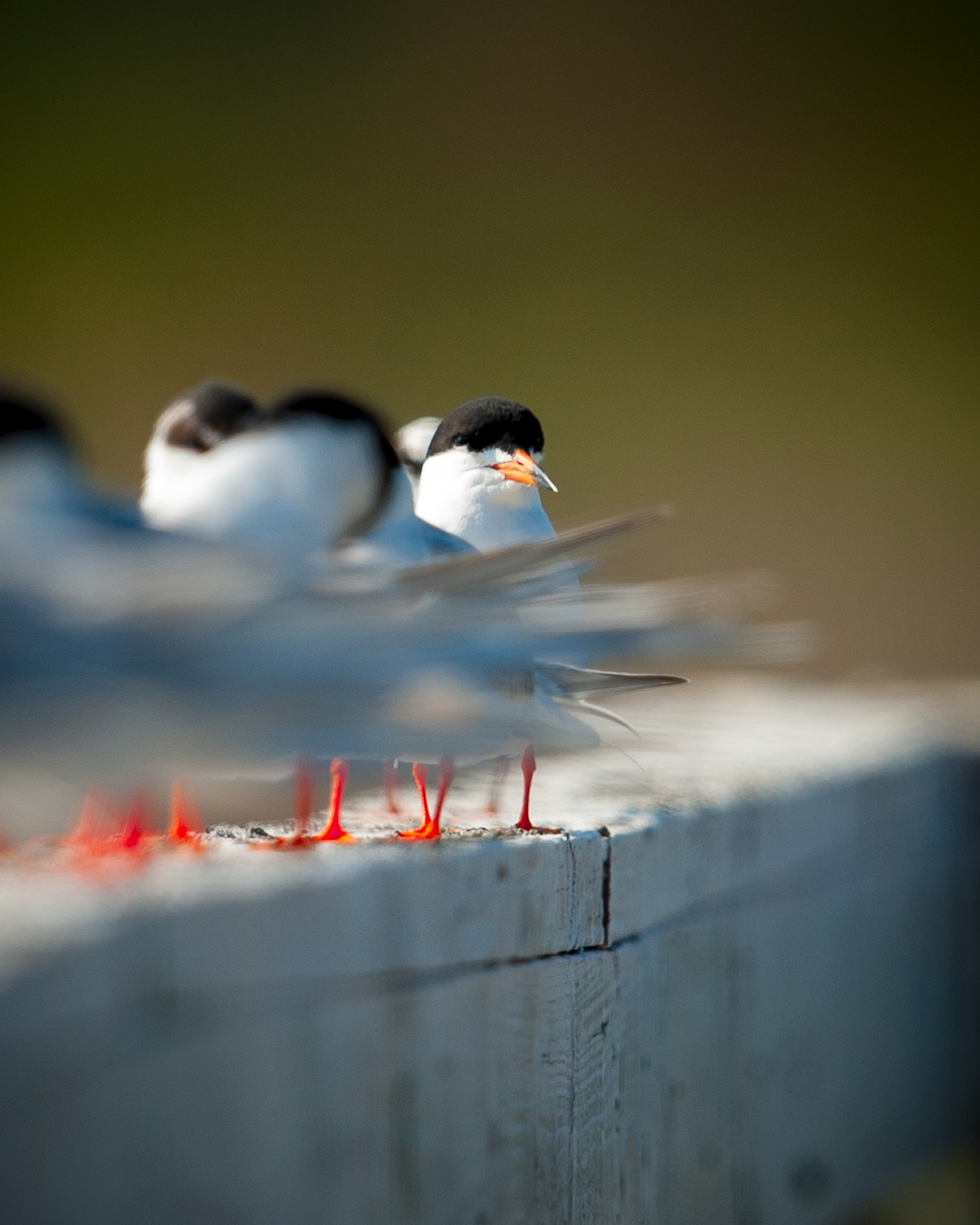 Forester's Tern, Cape May
