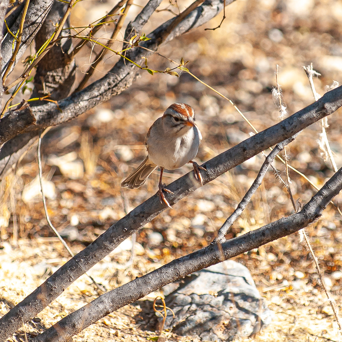 Rufous-winged Sparrow, Saguaro National Park