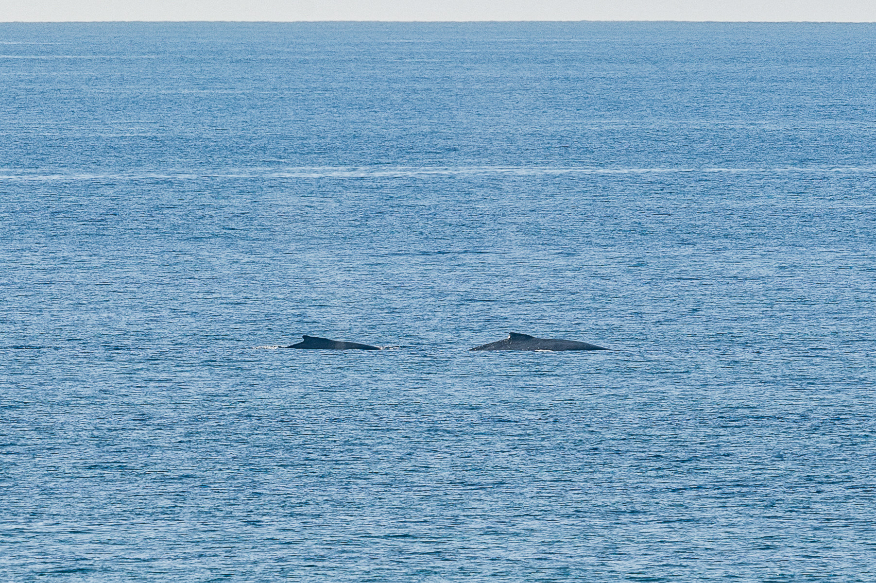 Humpback Whale, Big Island