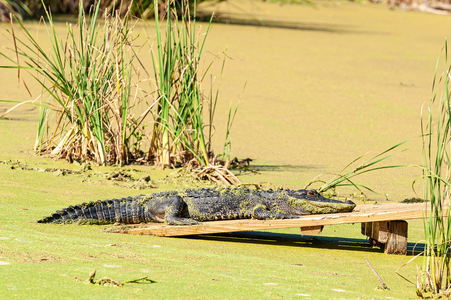 Alligator, Audubon Swamp Garden