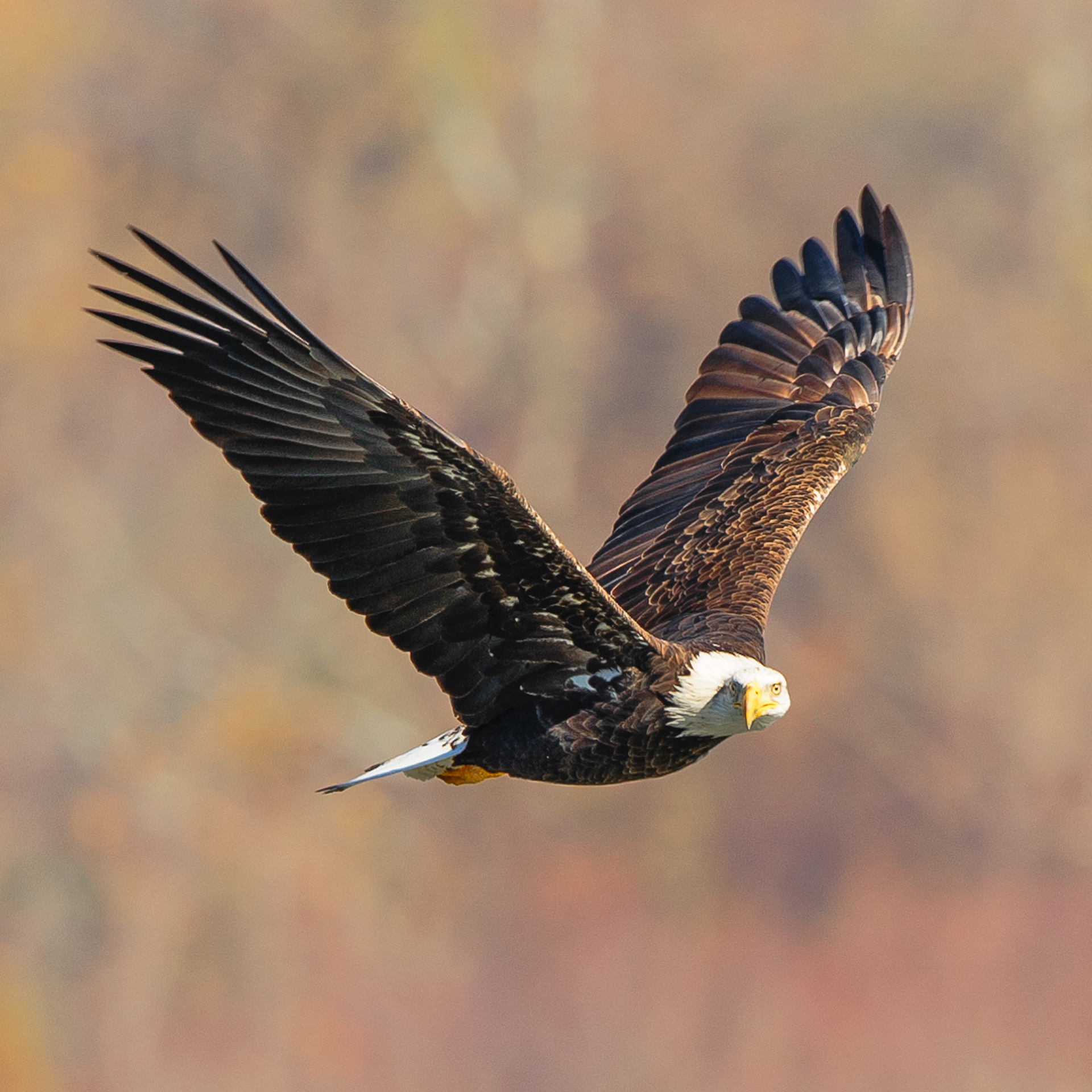 Bald Eagle, Darlington Maryland