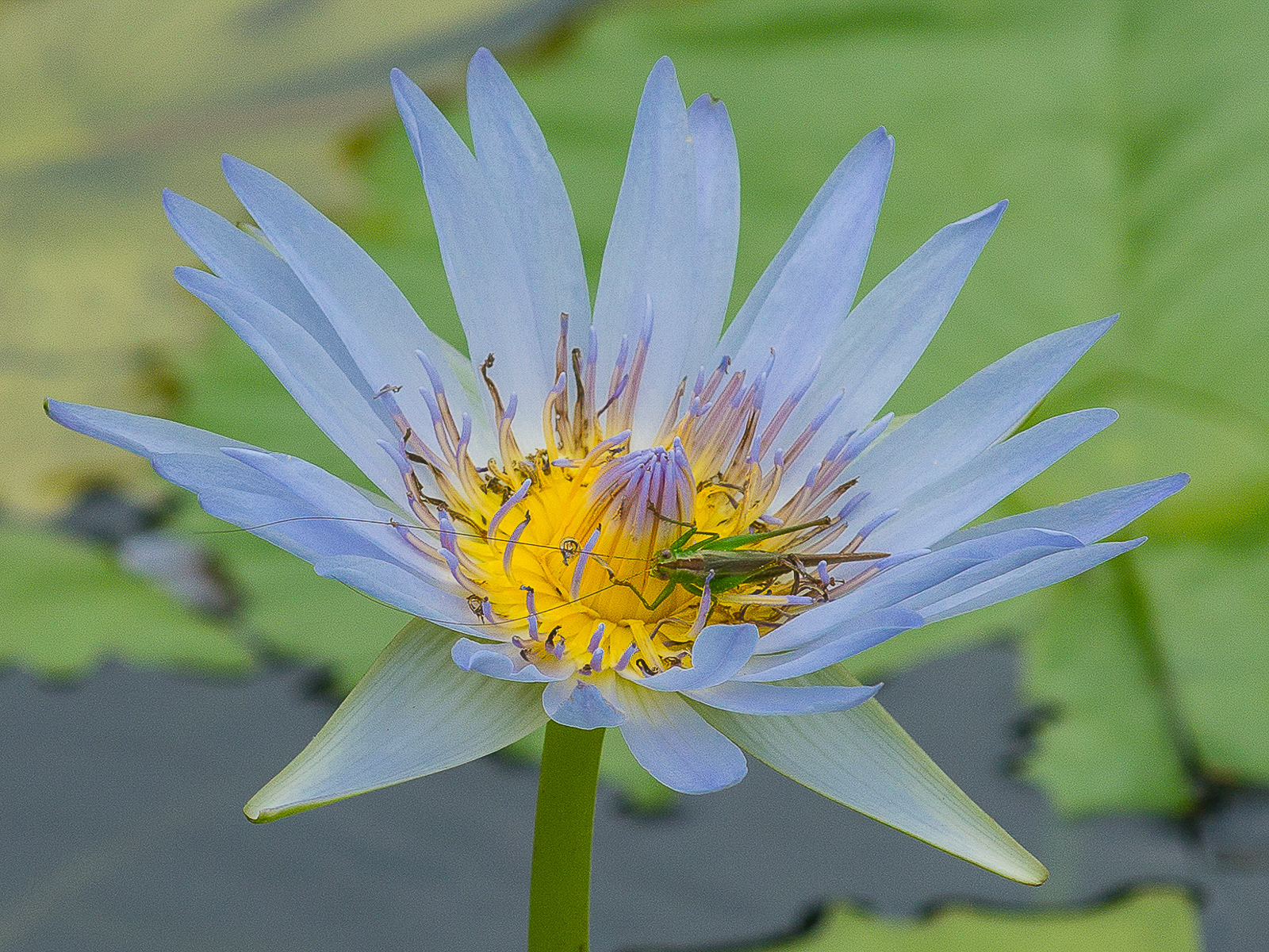 Egyptian Lotus, Big Island
