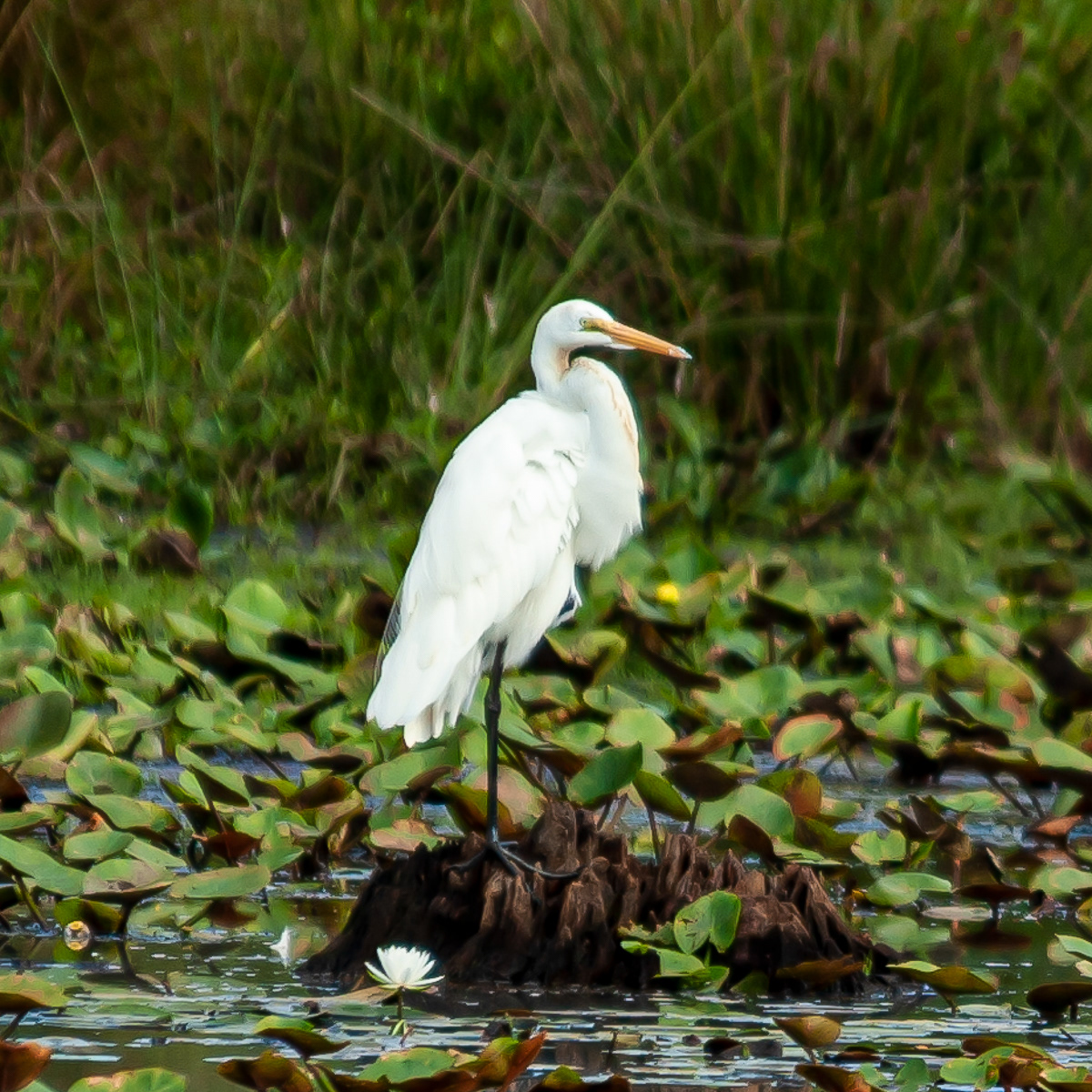 Great Egret, National Wildlife Refuge Laurel Maryland