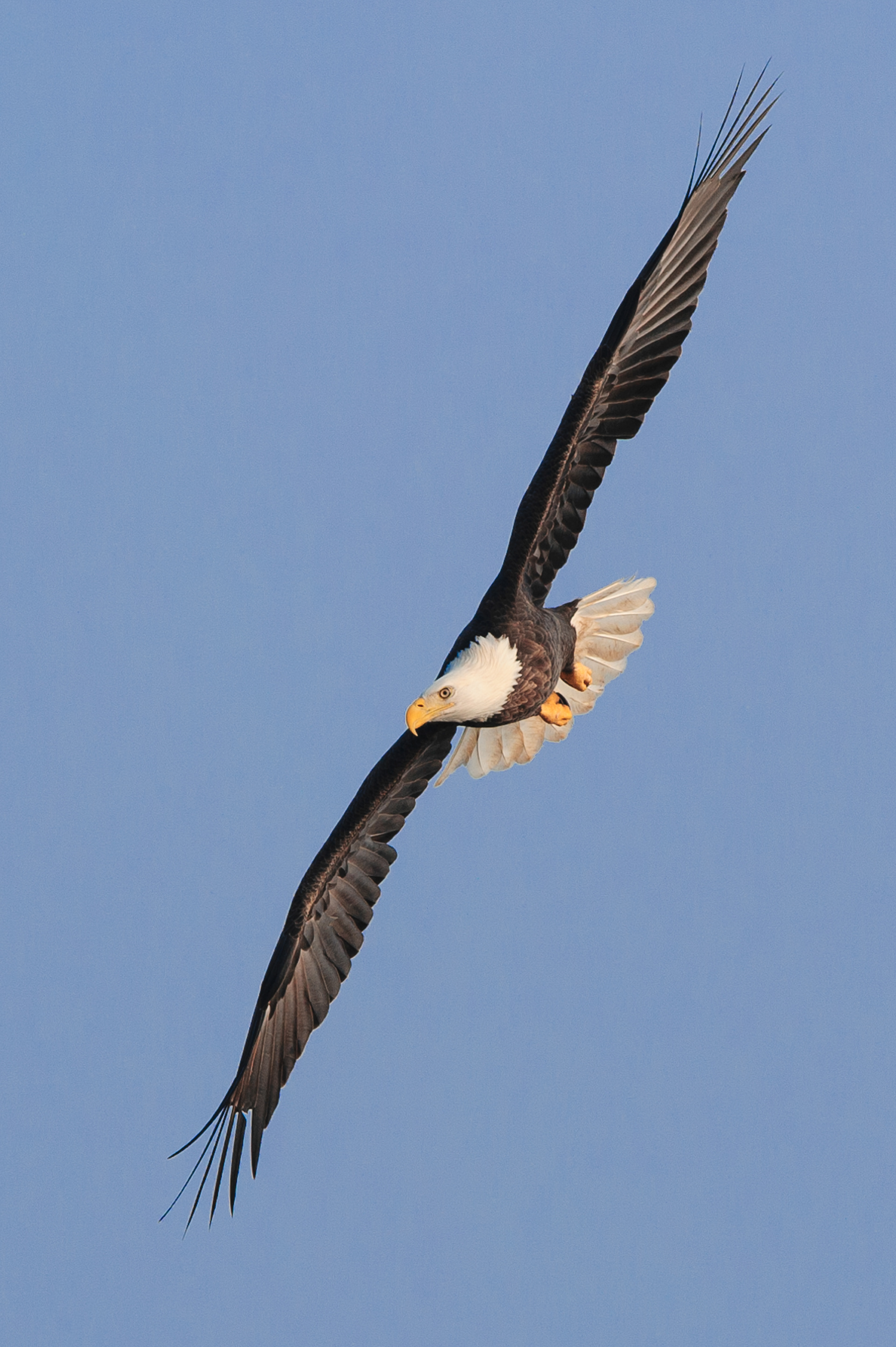 Bald Eagle, Darlington Maryland