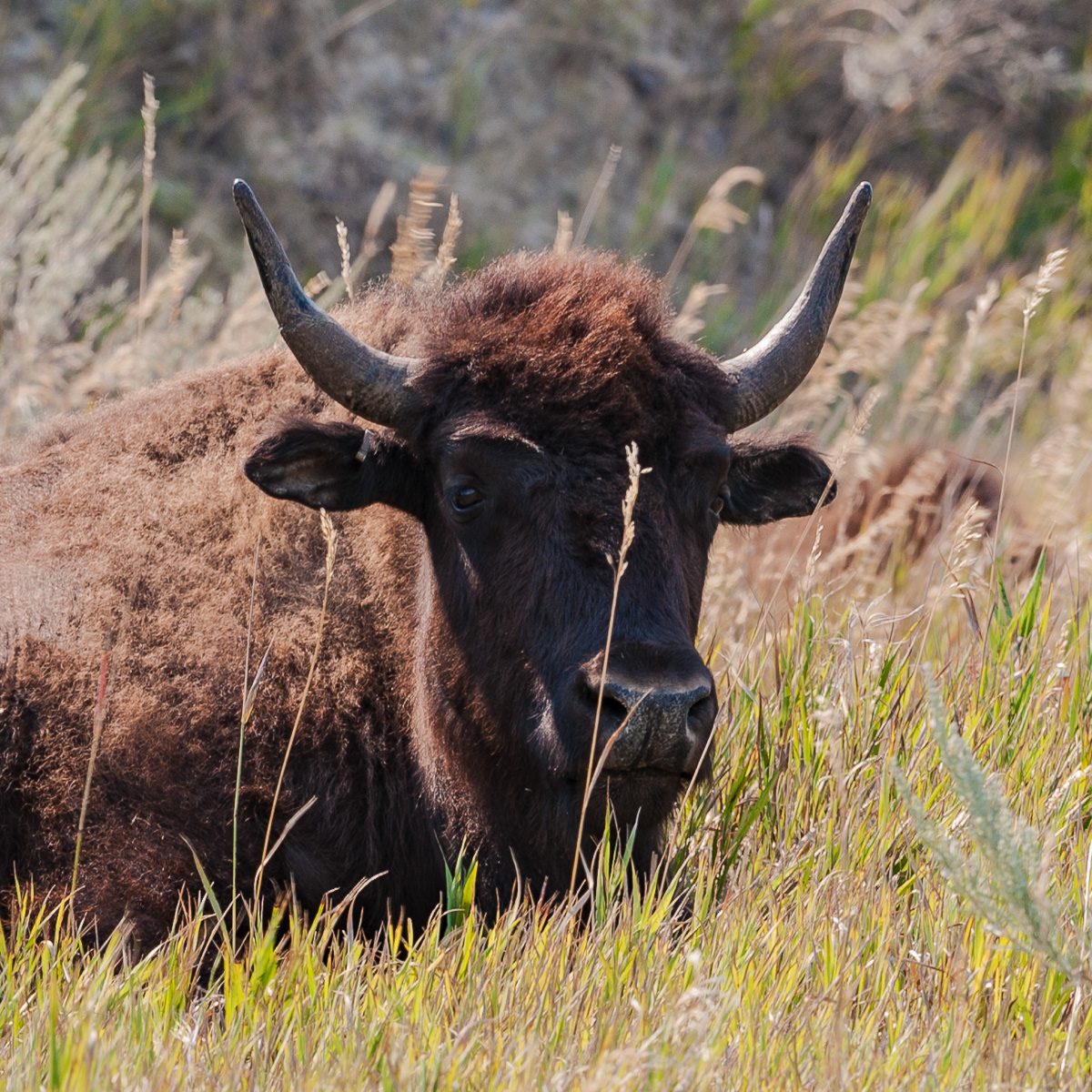 Bison, Teddy Roosevelt National Park
