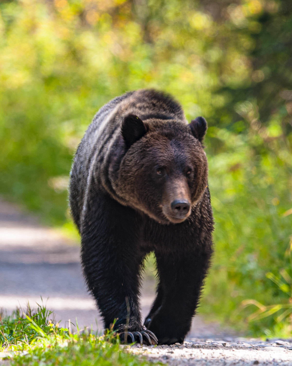 Grizzly Bear, Glacier National Park Montana