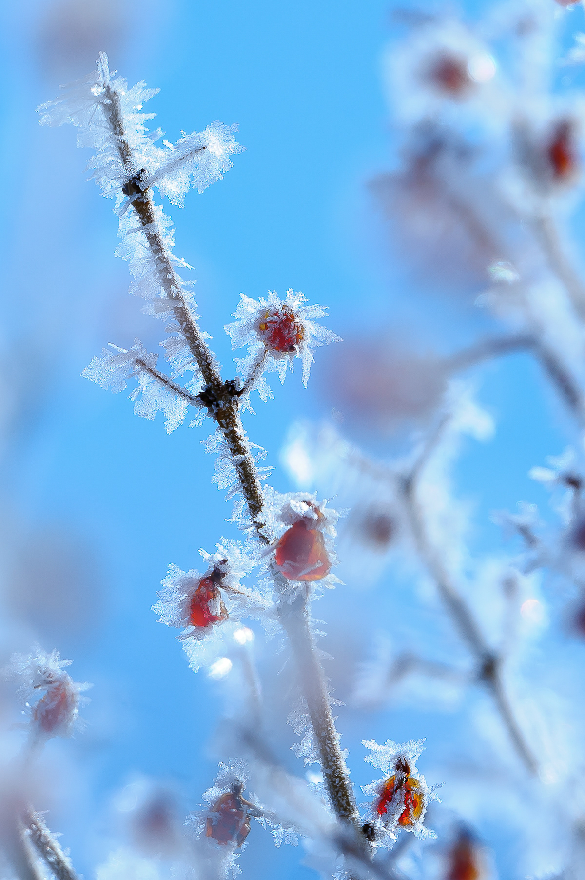 Ice Crystals, Jackson
