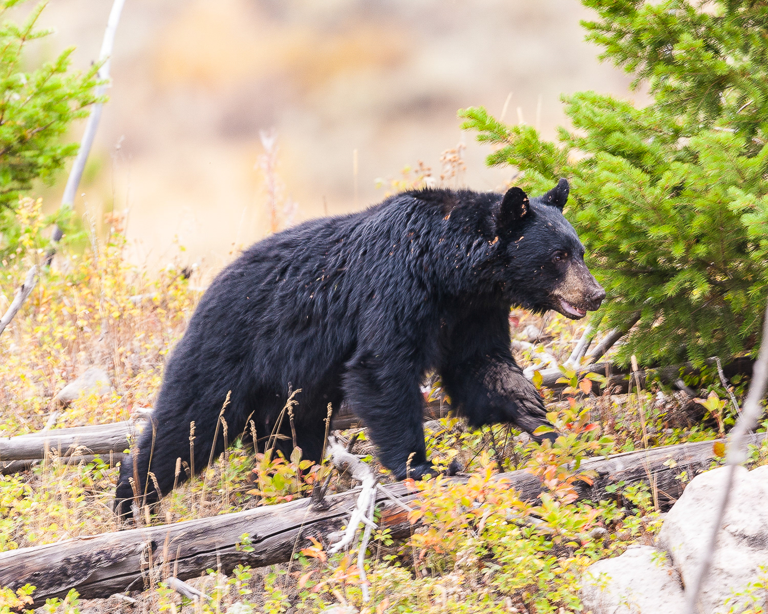 Black Bear, Yellowstone National Park
